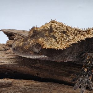 correlophus Ciliatus dark arlequin partial pinstripe sexe femelle