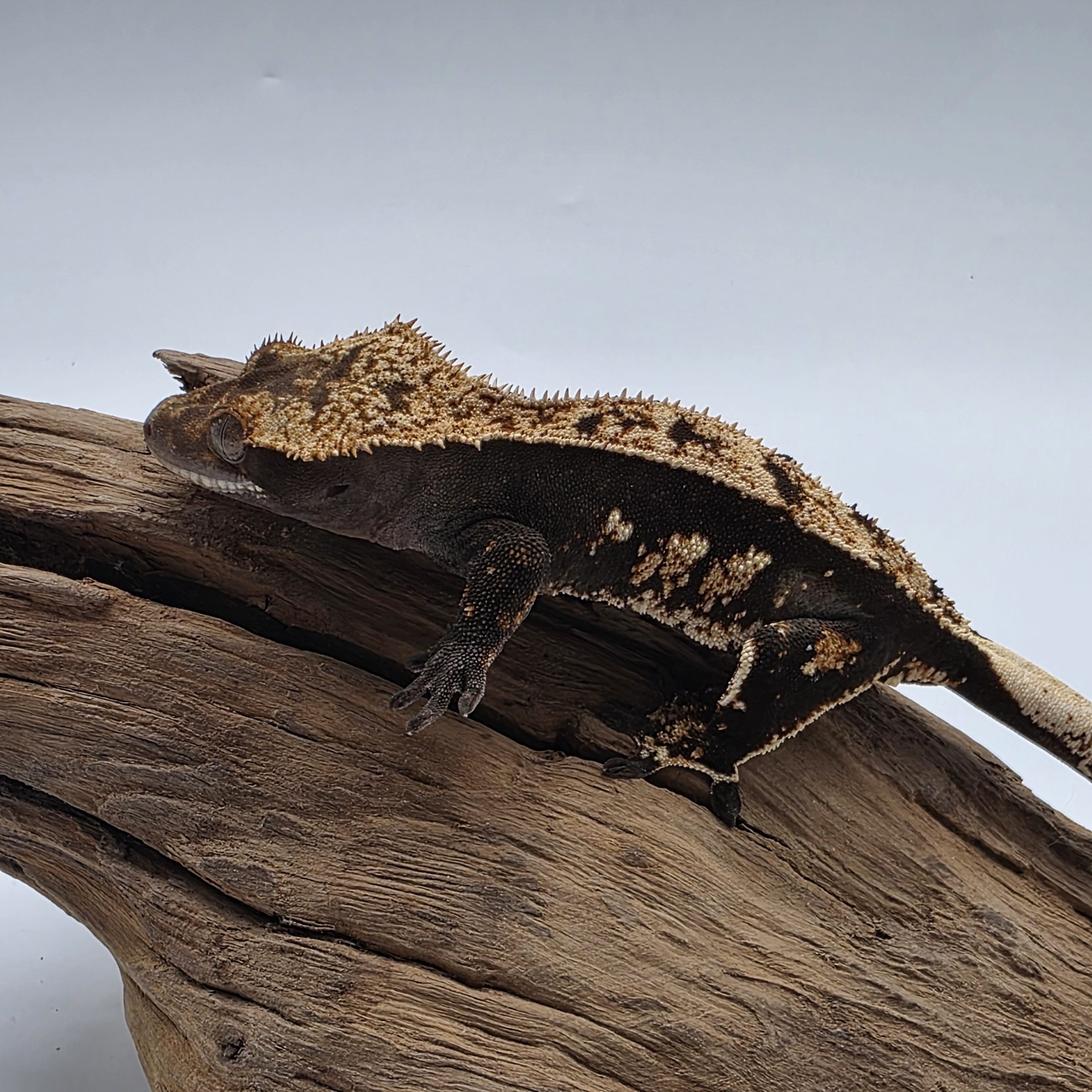 correlophus Ciliatus dark arlequin partial pinstripe sexe femelle – Image 6