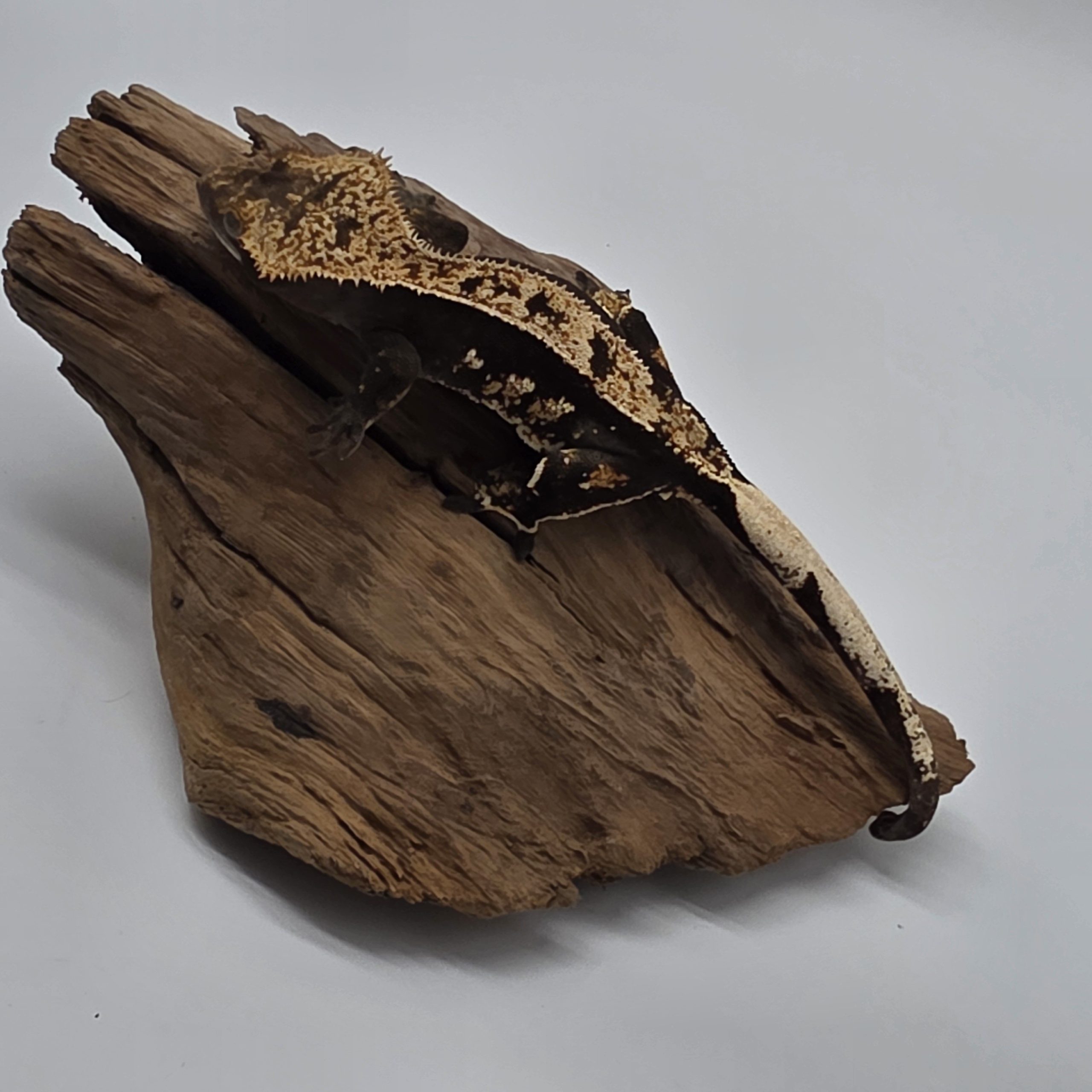 correlophus Ciliatus dark arlequin partial pinstripe sexe femelle – Image 2