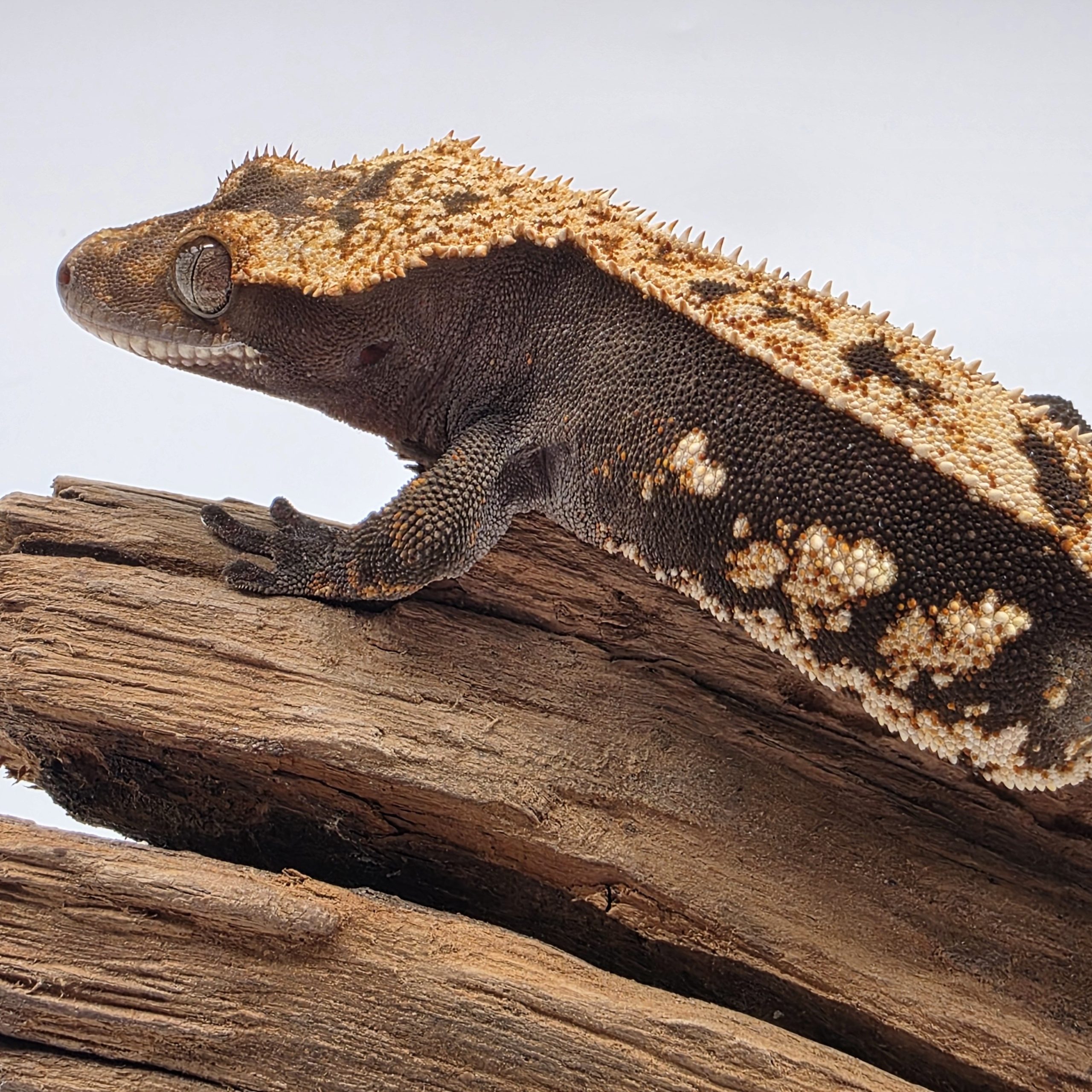 correlophus Ciliatus dark arlequin partial pinstripe sexe femelle – Image 5