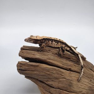 correlophus Ciliatus 
dark arlequin partial pinstripe 
sexe male