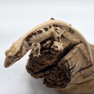 correlophus Ciliatus 
lily white tricolor hight white
femelle