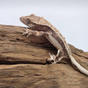 correlophus Ciliatus 
lily white tricolor
juv