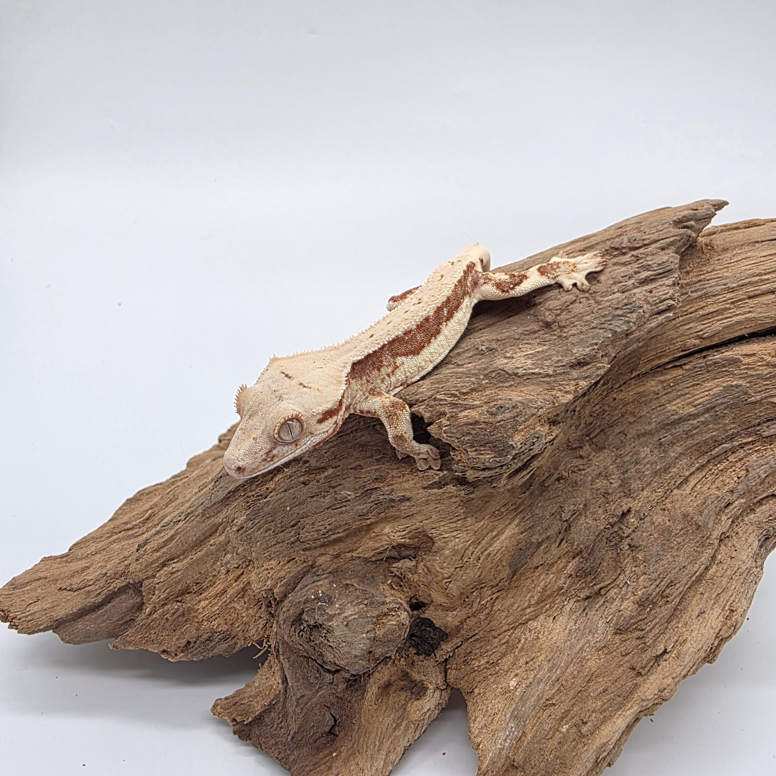 correlophus Ciliatus
red lily white
juv – Image 3