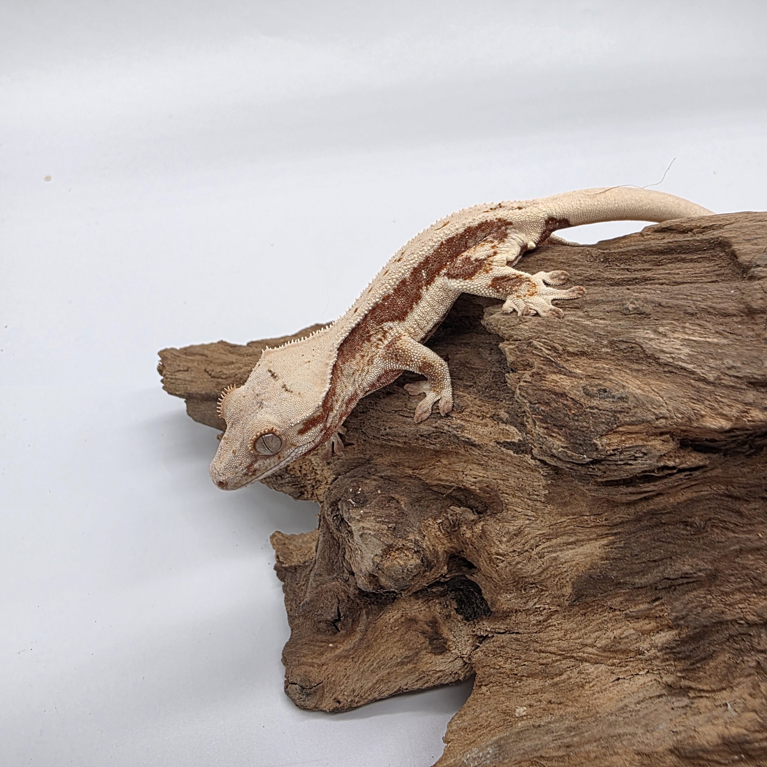 correlophus Ciliatus
red lily white
juv – Image 2