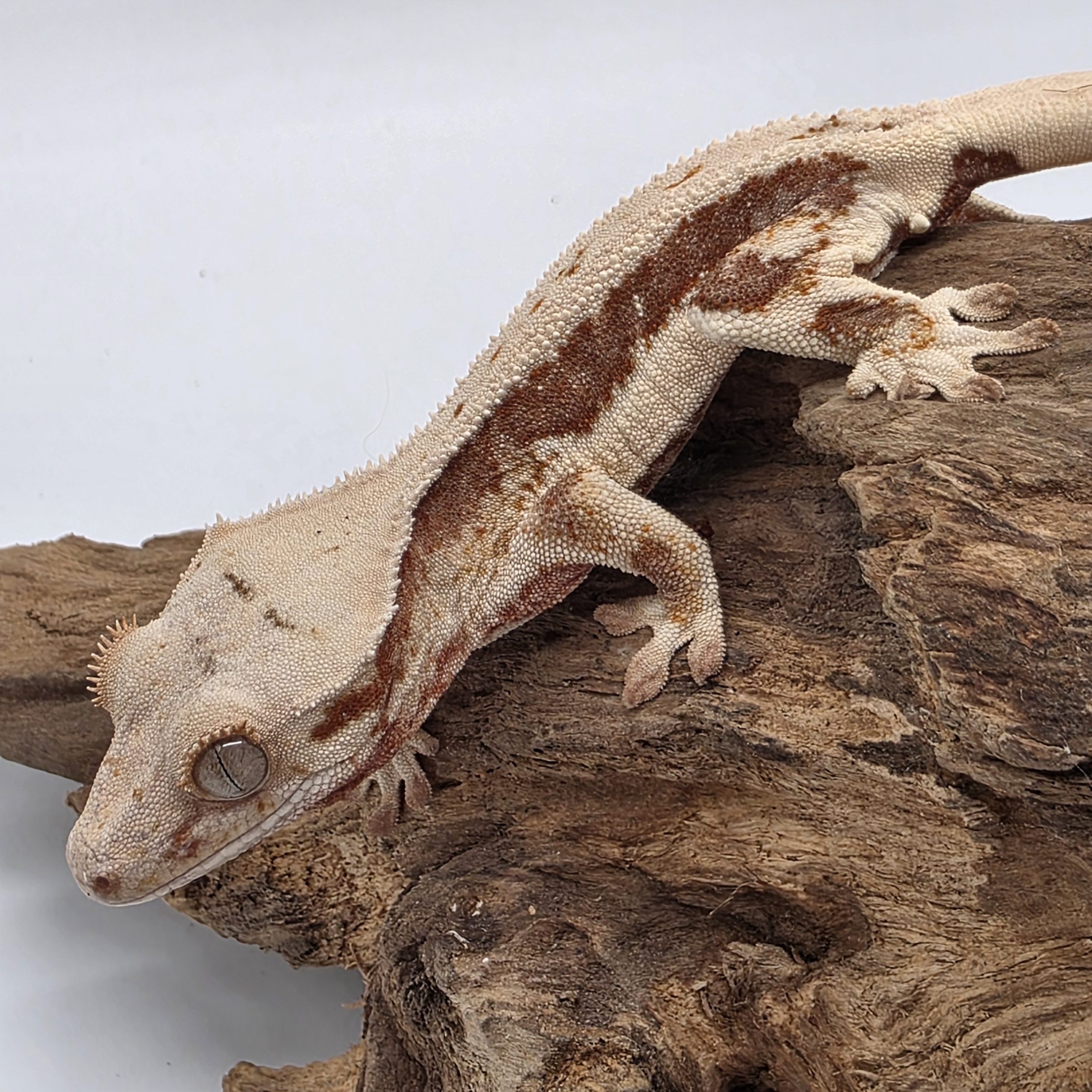 correlophus Ciliatus
red lily white
juv – Image 4