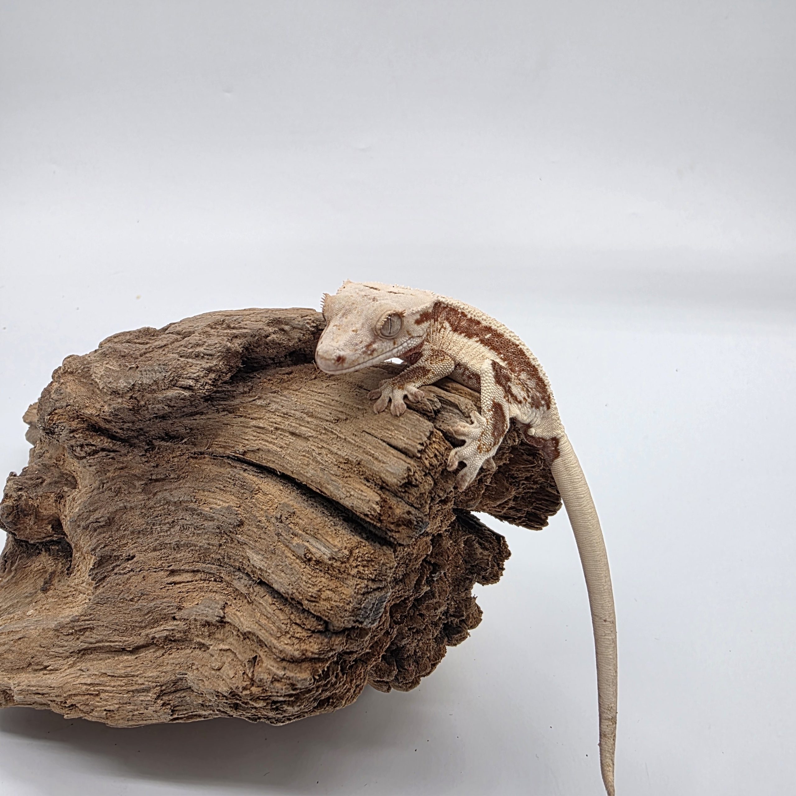 correlophus Ciliatus
red lily white
juv – Image 3