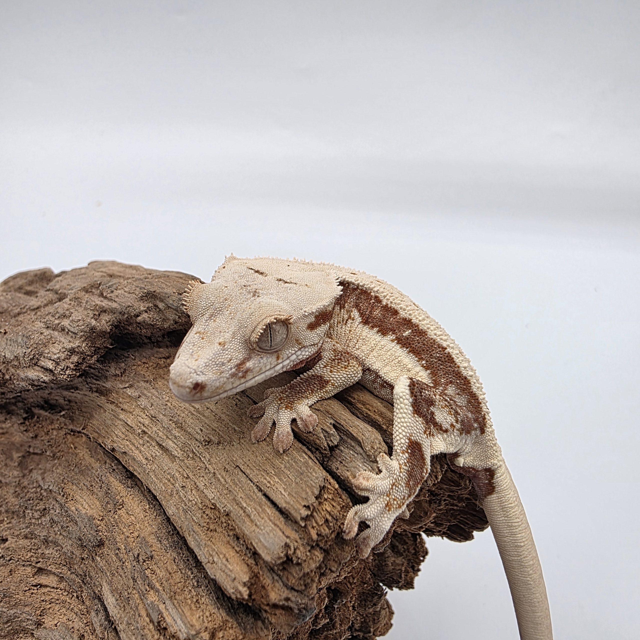 correlophus Ciliatus
red lily white
juv – Image 5