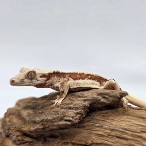 correlophus Ciliatus 
red lily white
juv