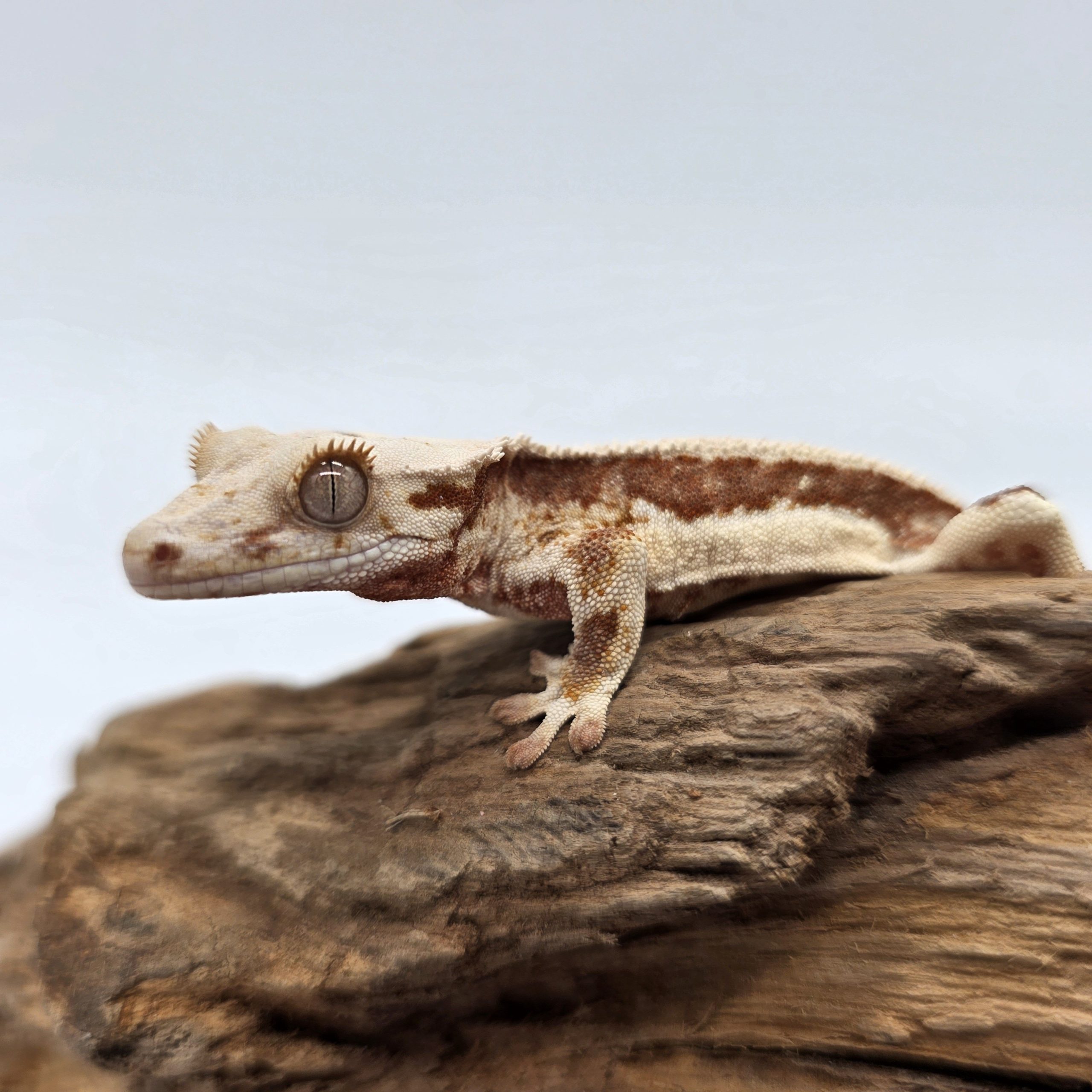 correlophus Ciliatus
red lily white
juv – Image 2