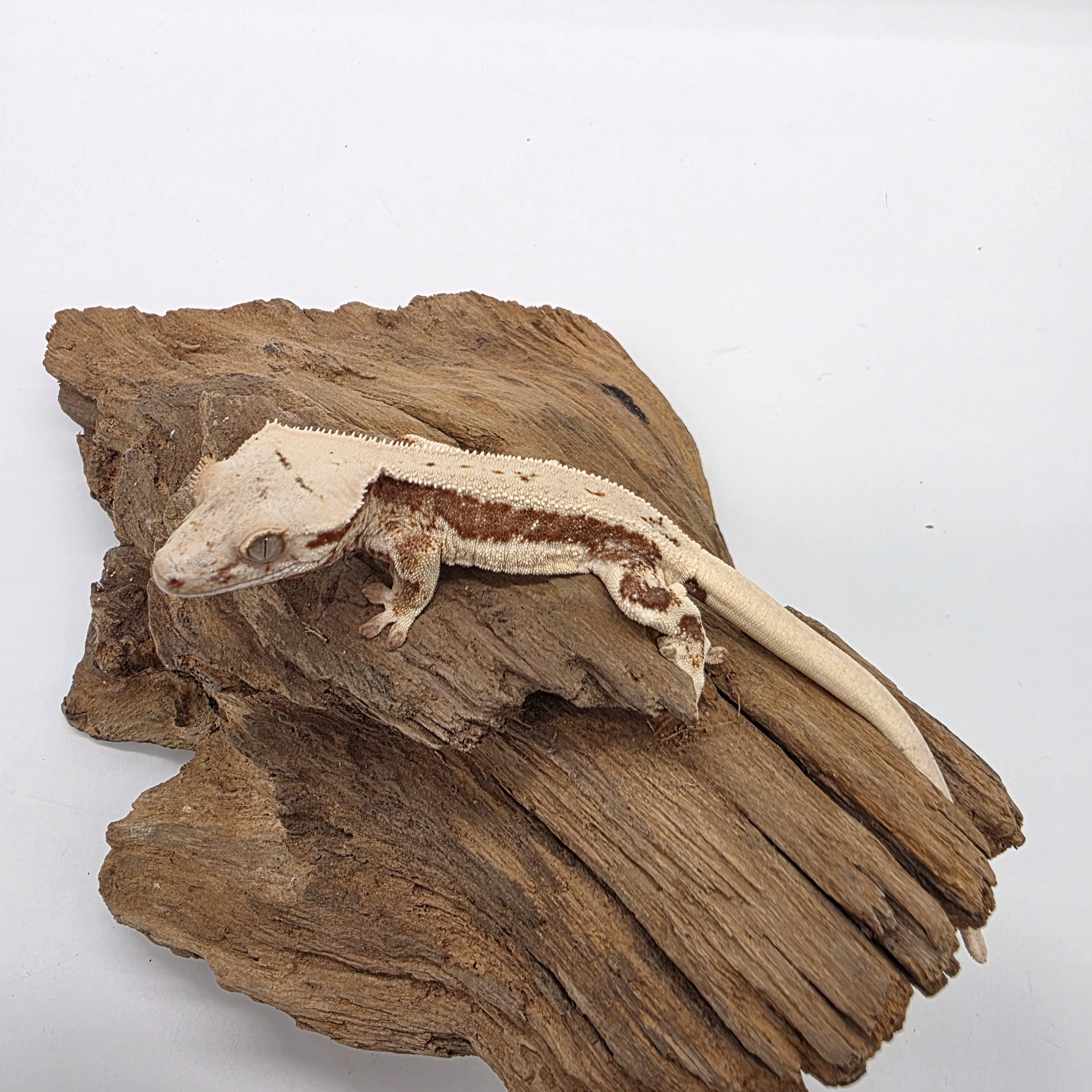 correlophus Ciliatus
red lily white
juv – Image 4