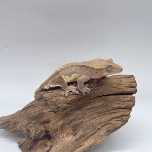 correlophus Ciliatus 
red lily white
sub male