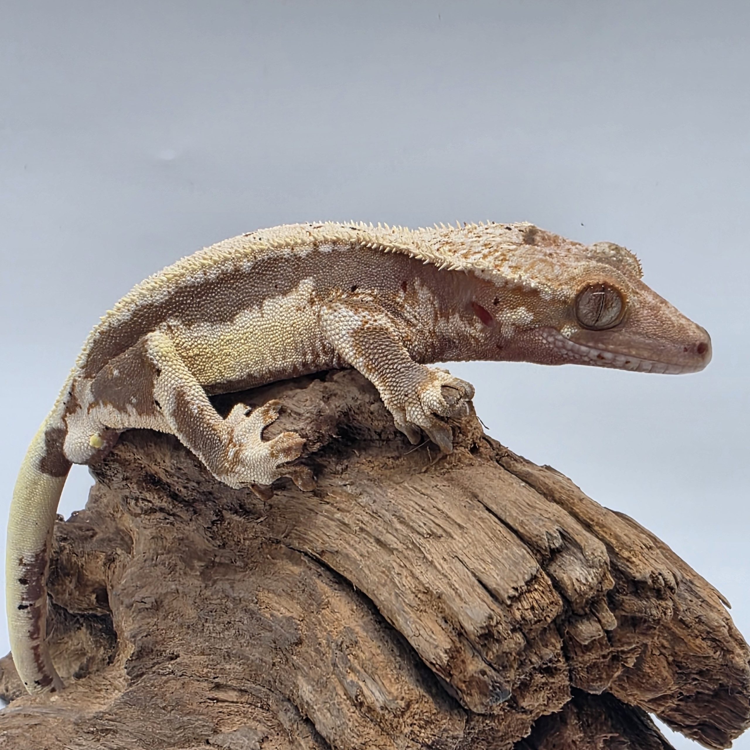 correlophus Ciliatus
red lily white
sub male - – Image 2