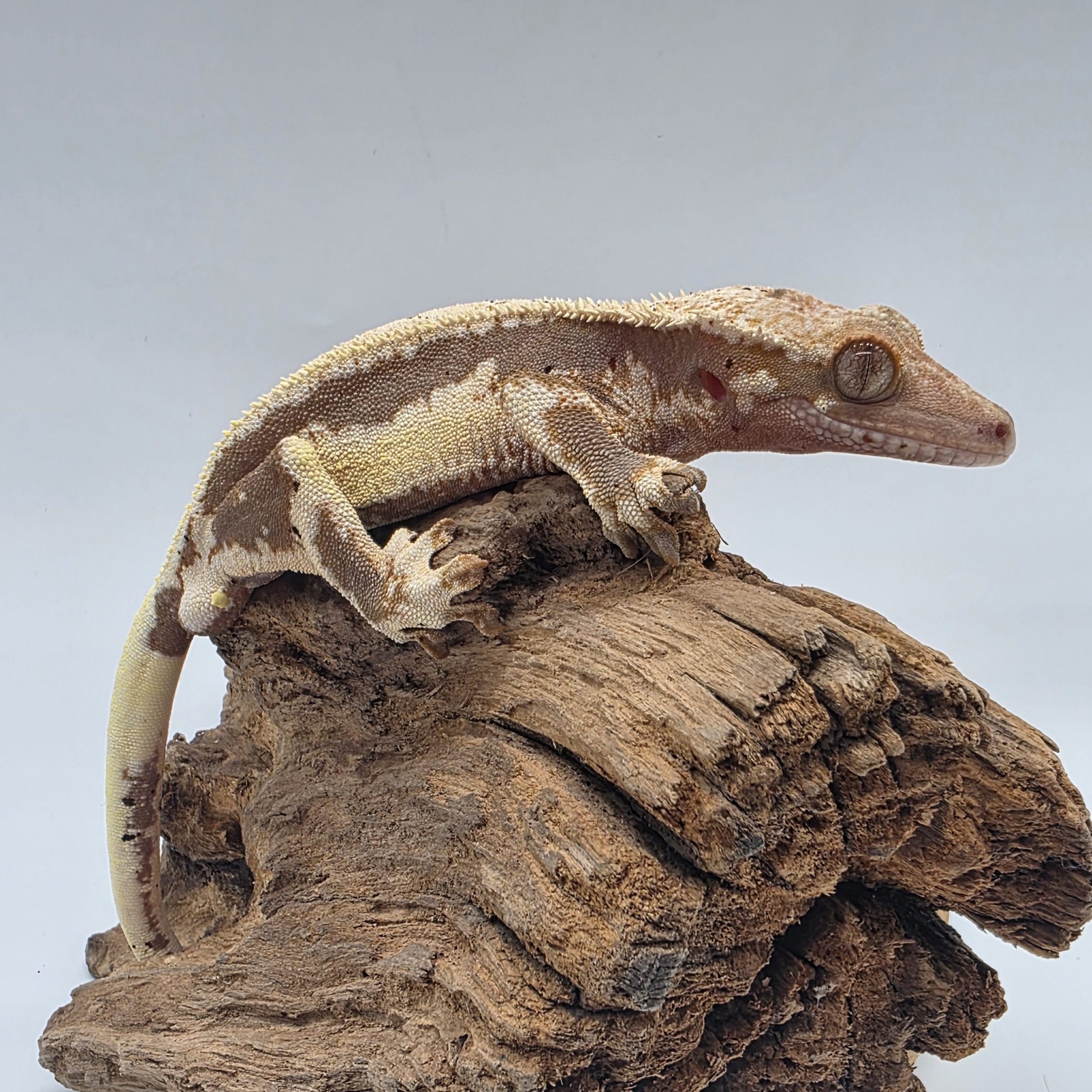 correlophus Ciliatus
red lily white
sub male - – Image 5