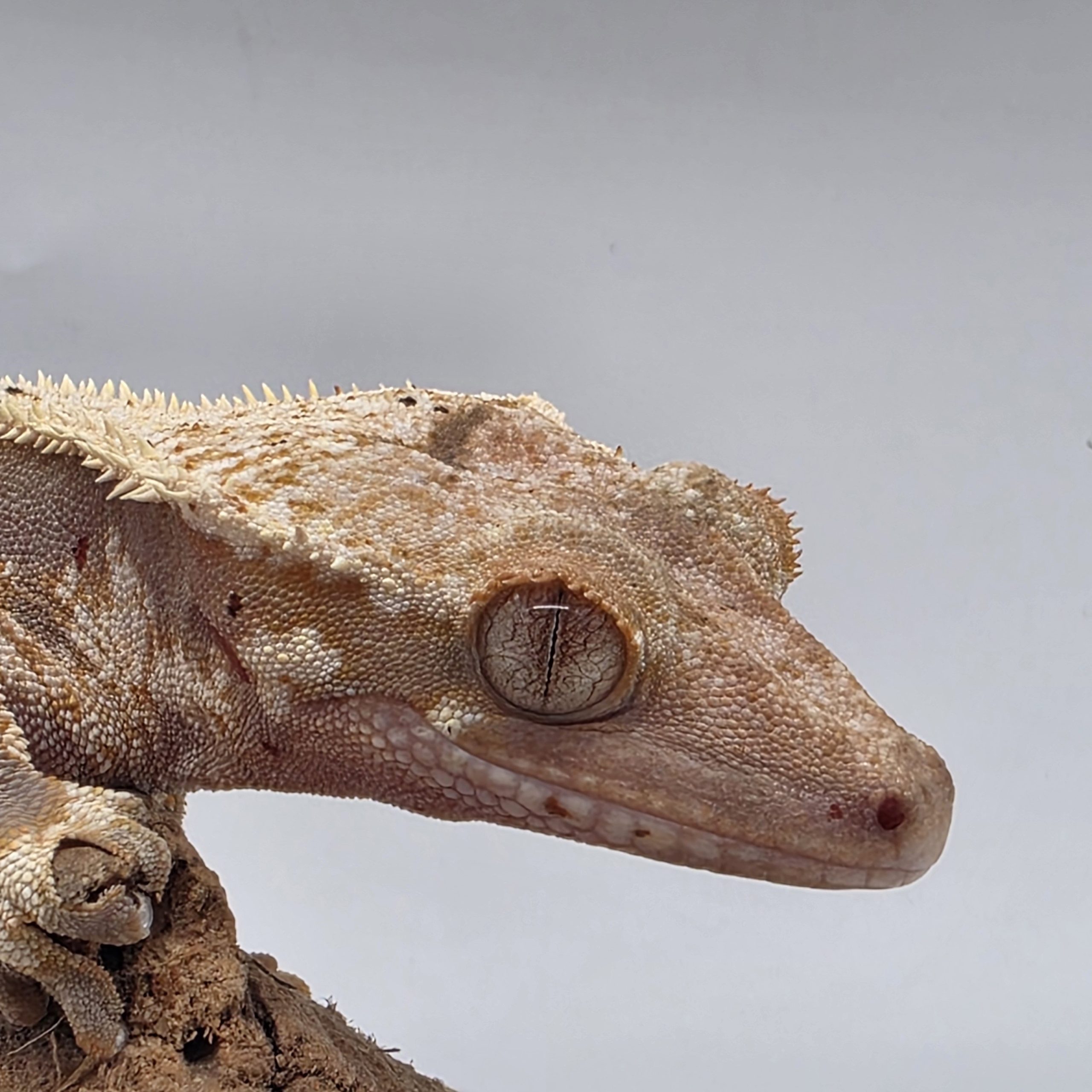 correlophus Ciliatus
red lily white
sub male - – Image 4