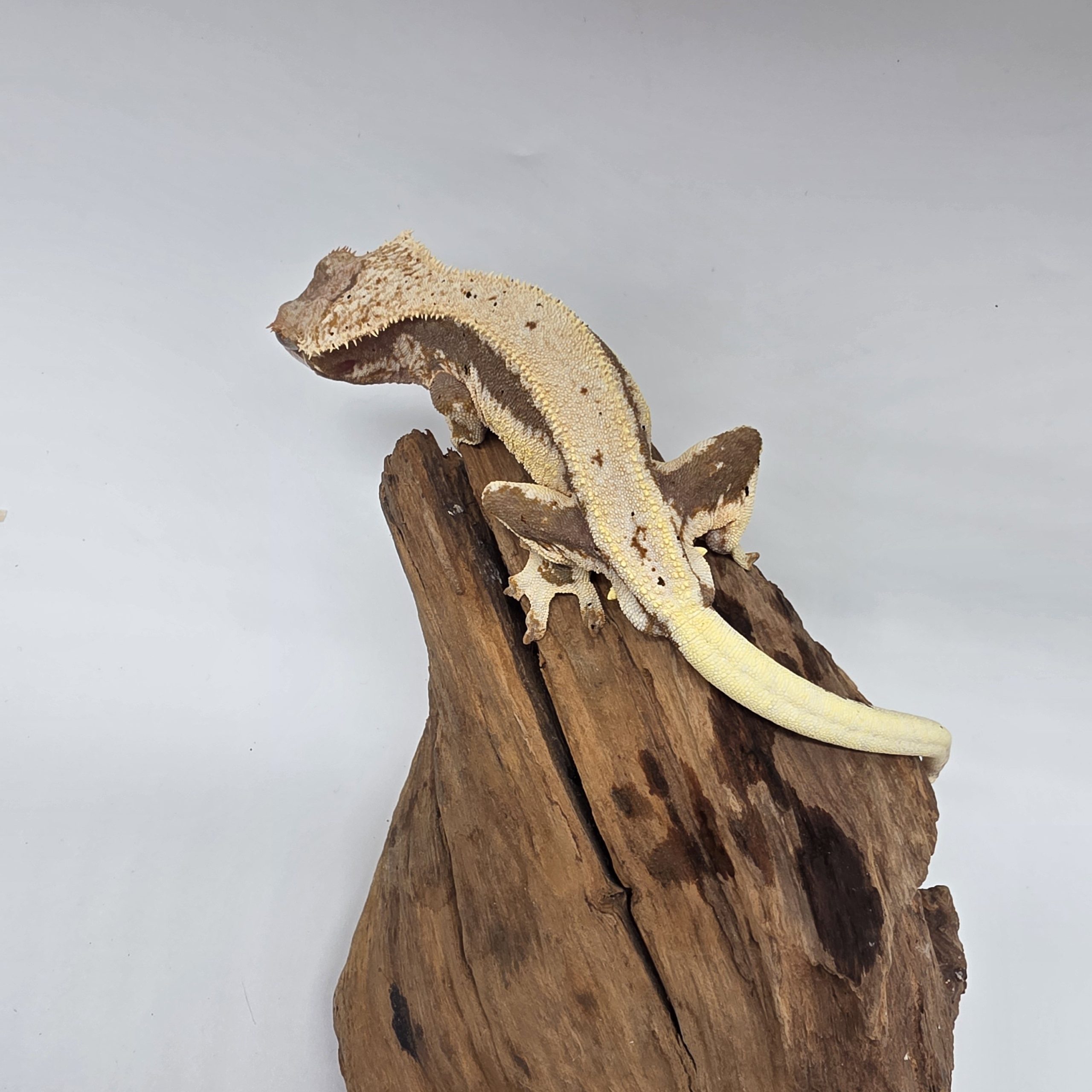 correlophus Ciliatus
red lily white
sub male - – Image 3