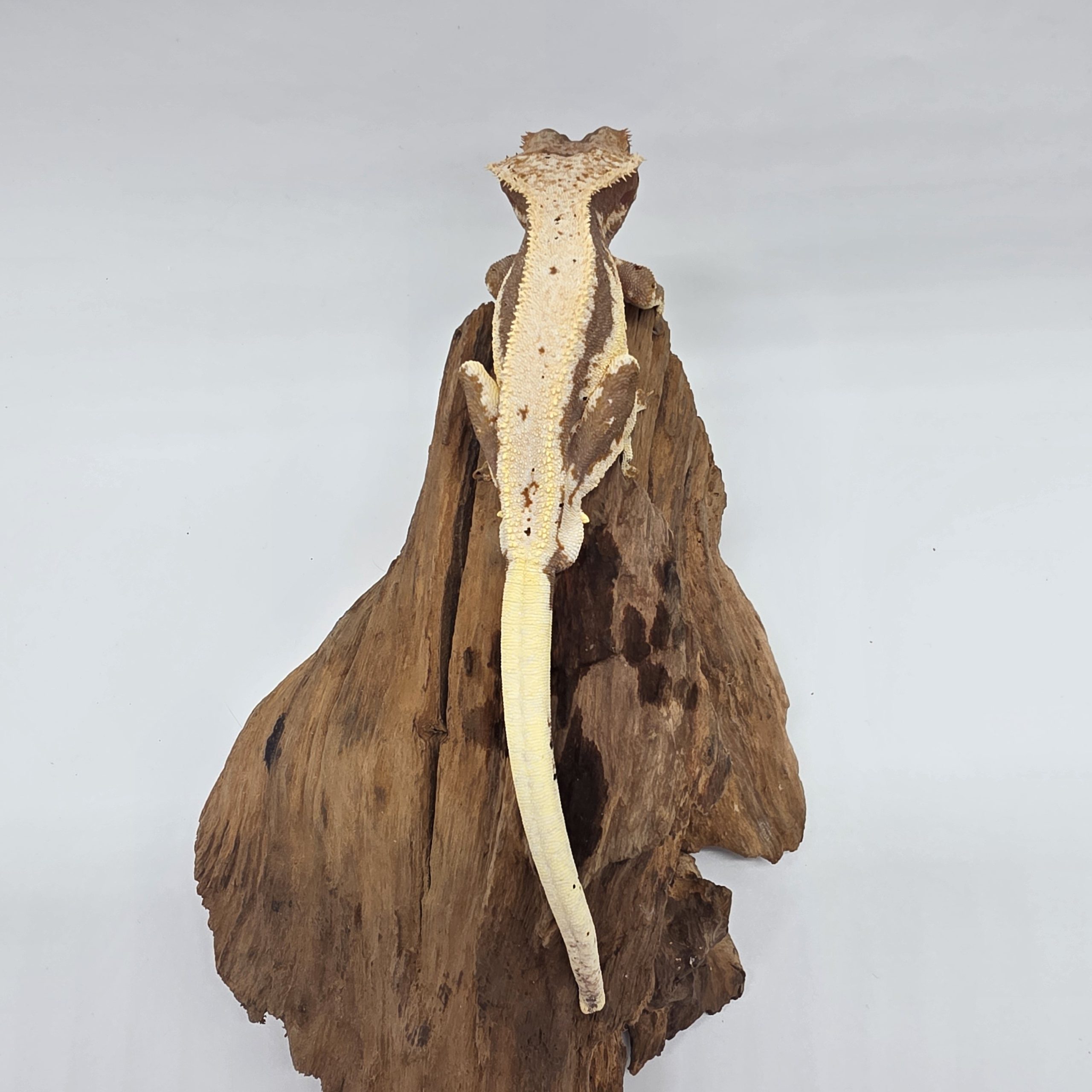 correlophus Ciliatus
red lily white
sub male - – Image 6