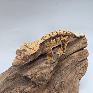 correlophus Ciliatus
extreme arlequin
sub femelle