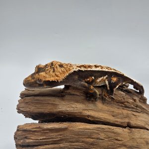 correlophus Ciliatus
Dark arlequin tricolor full pinstripe
sub femelle