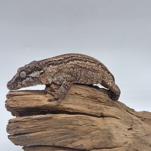 Rhacodactylus auriculatus
gecko gargouille
big femelle