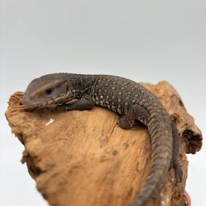 varanus exanthematicus
varan des savanes
juvenil