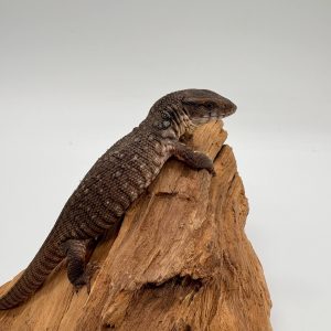 varanus exanthematicus
varan des savanes
juvenil