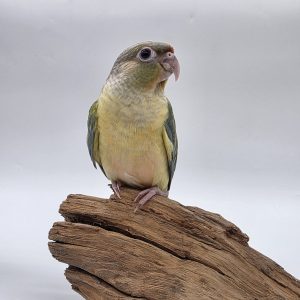 pyrrhuras molinae 
conure à joue verte
menthe opaline 
034