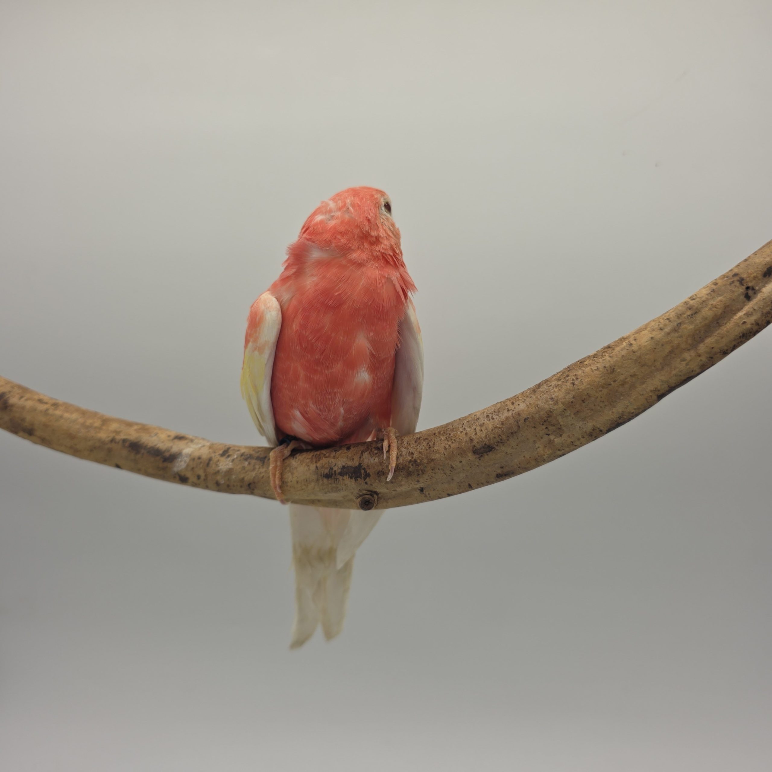 Perruche Bourke rose fallow
apprivoisé
non sexé – Image 6