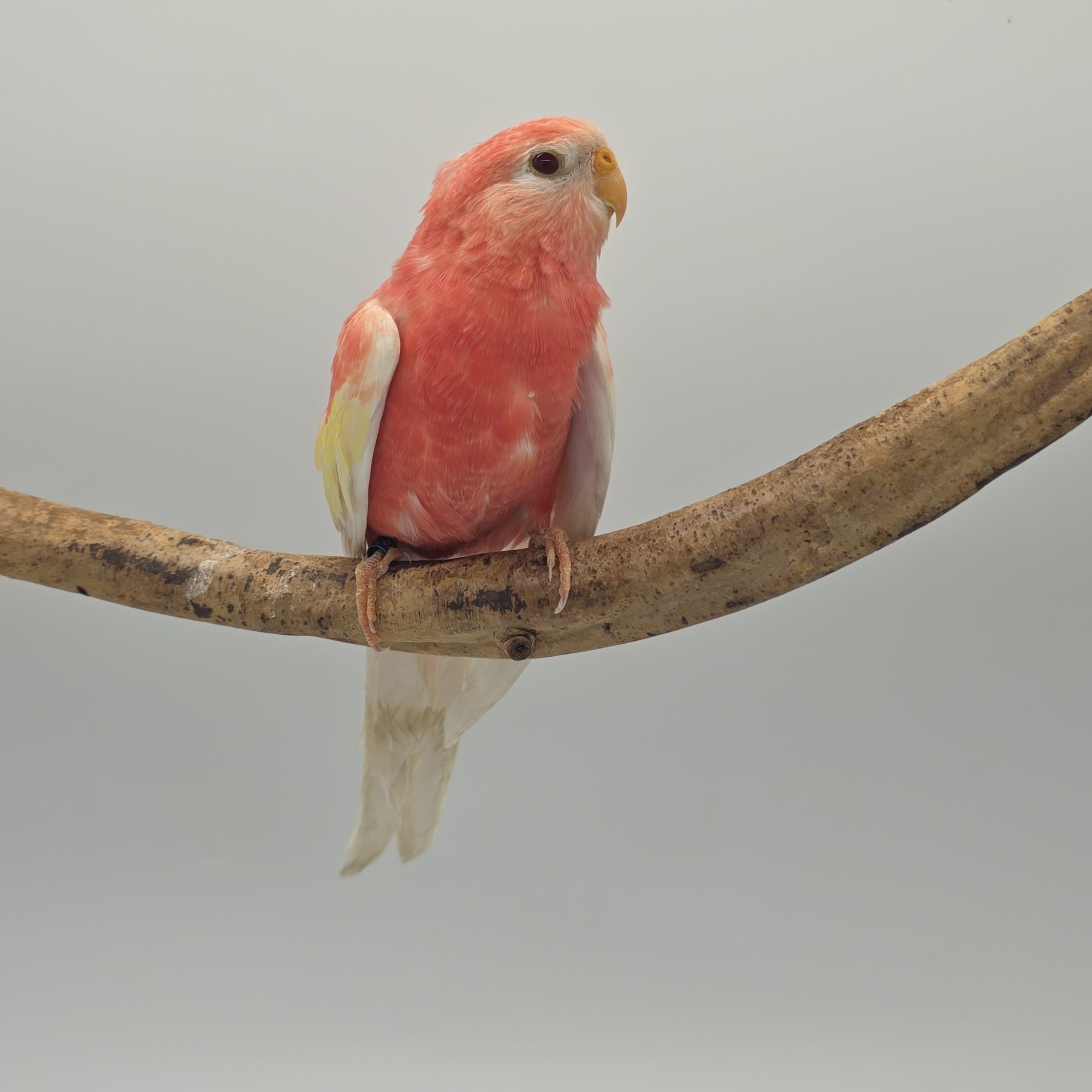 Perruche Bourke rose fallow
apprivoisé
non sexé – Image 8