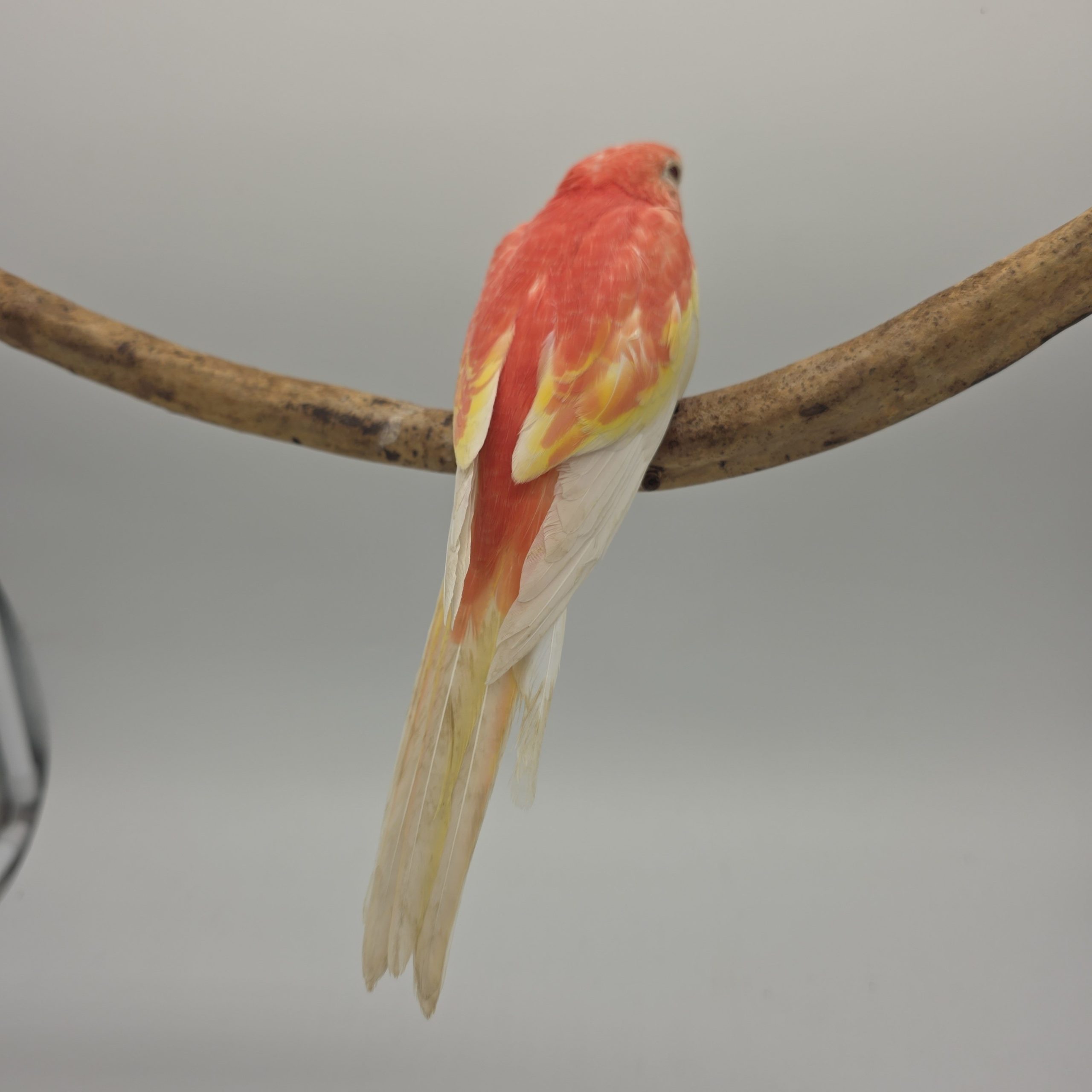 Perruche Bourke rose fallow
apprivoisé
non sexé – Image 9