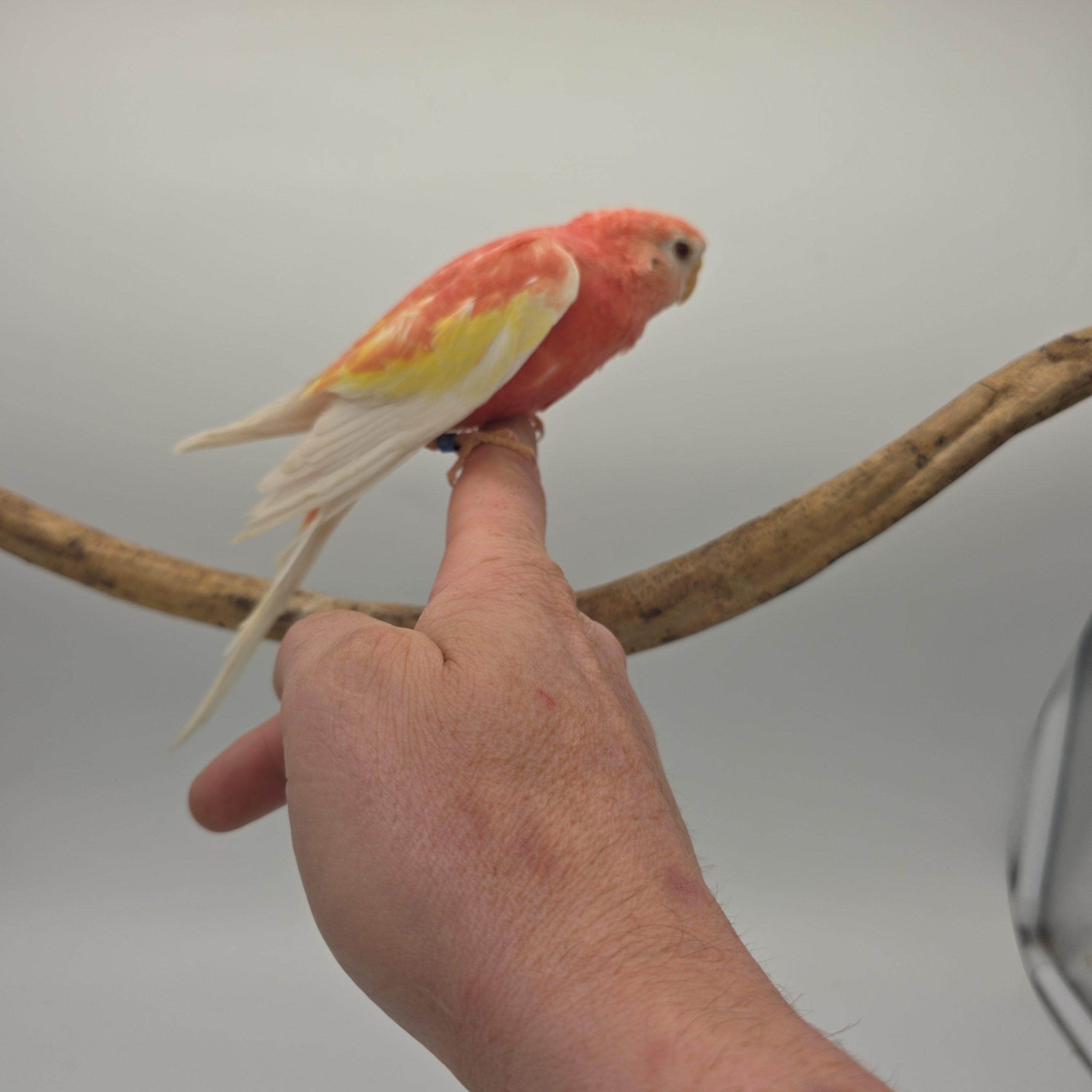 Perruche Bourke rose fallow
apprivoisé
non sexé – Image 4