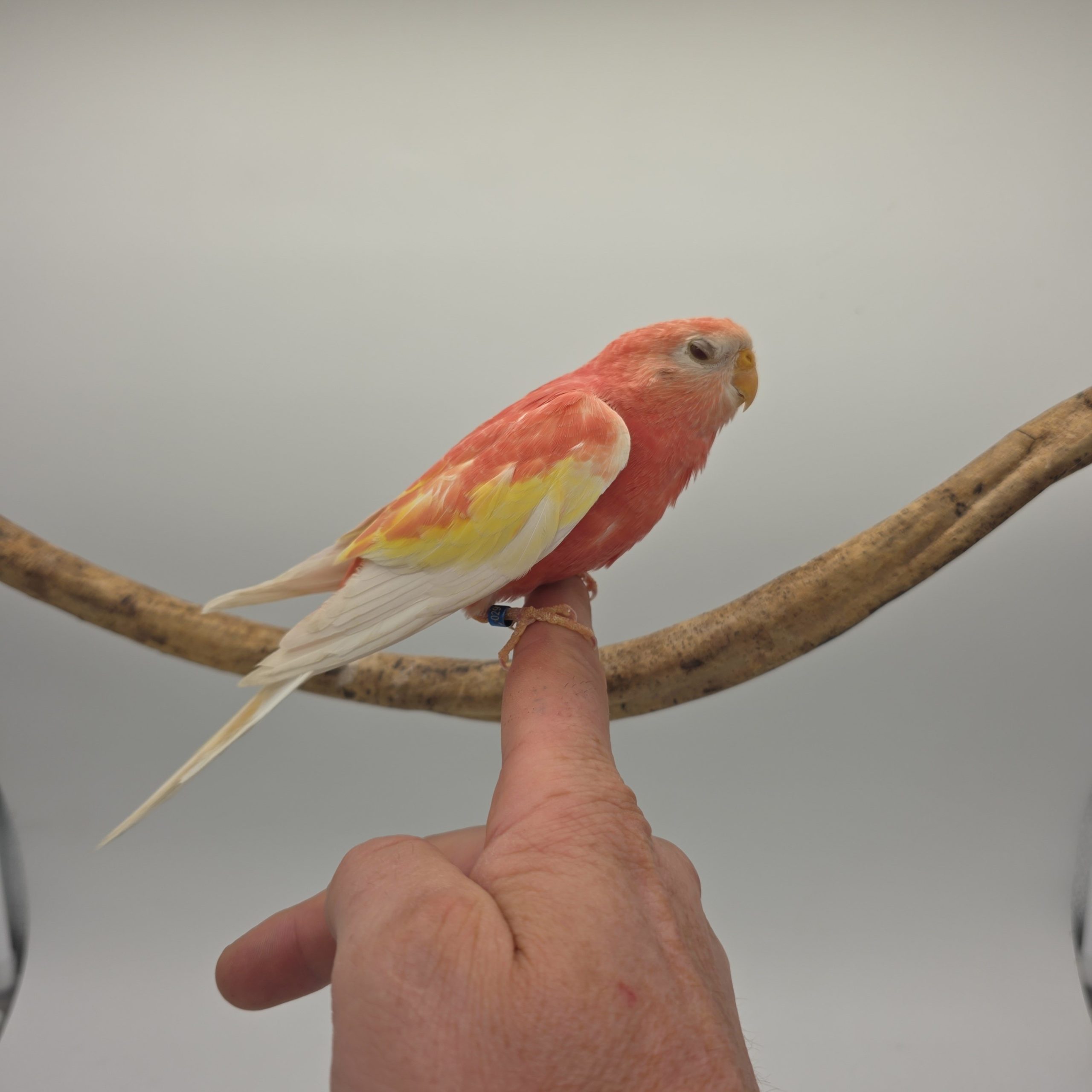 Perruche Bourke rose fallow
apprivoisé
non sexé – Image 5