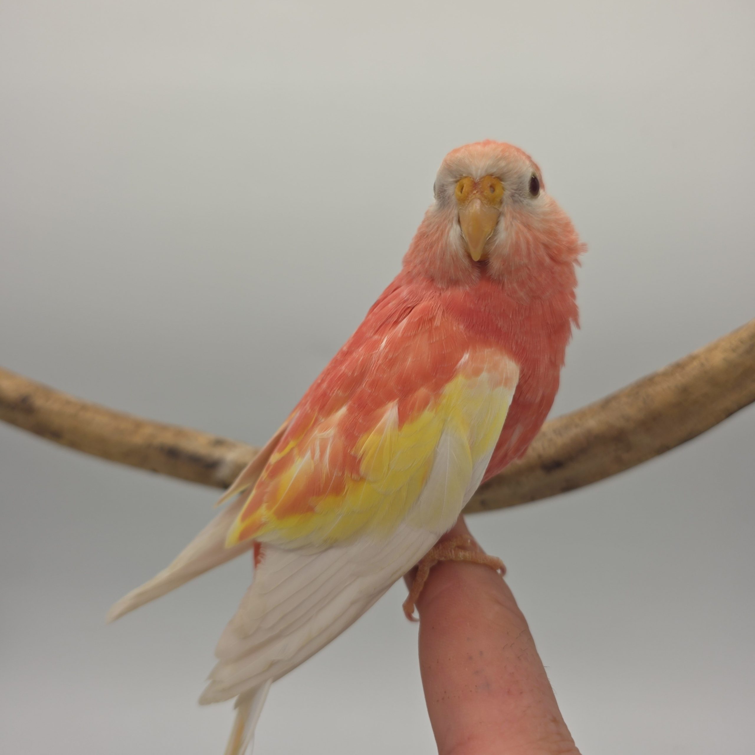 Perruche Bourke rose fallow
apprivoisé
non sexé – Image 2