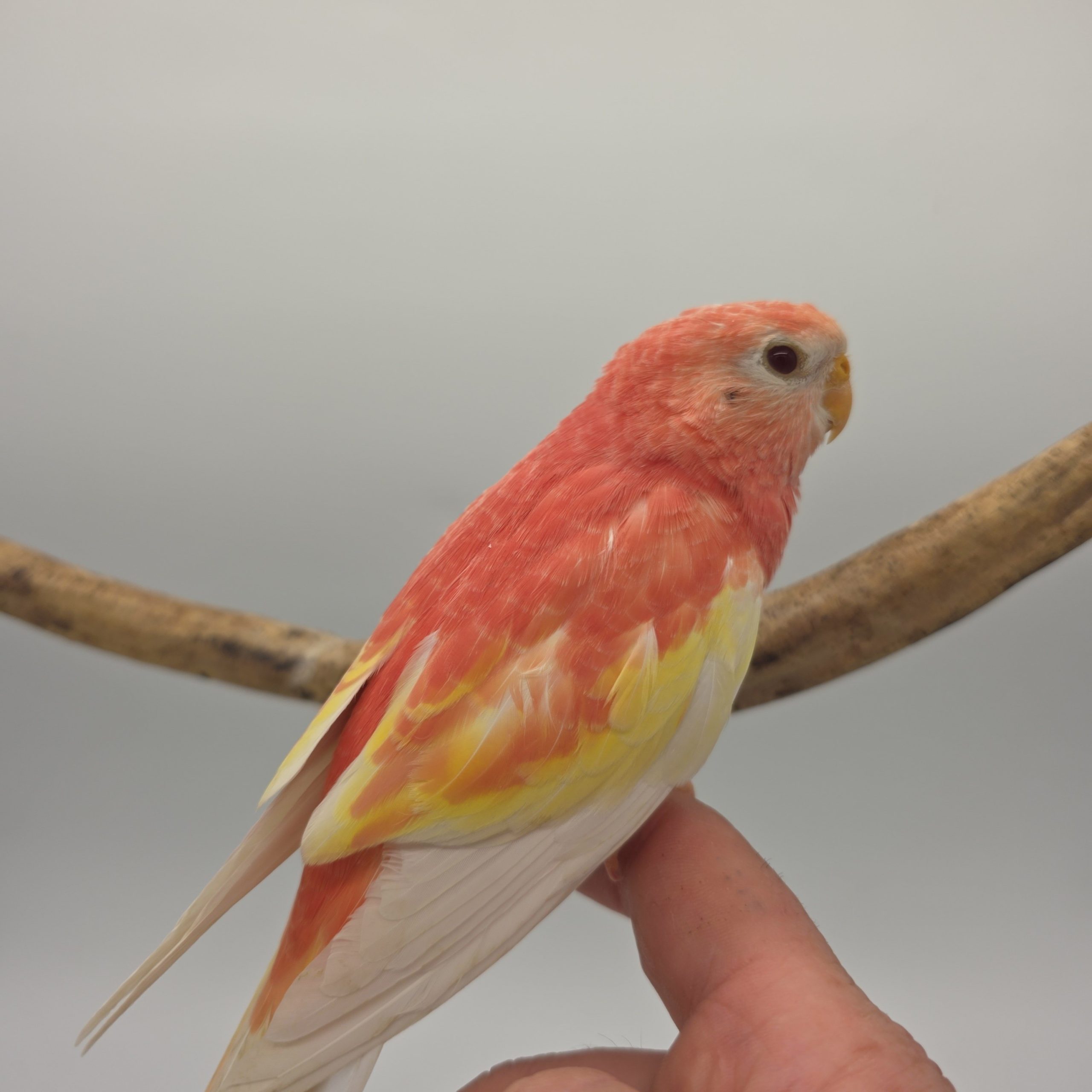 Perruche Bourke rose fallow
apprivoisé
non sexé – Image 7