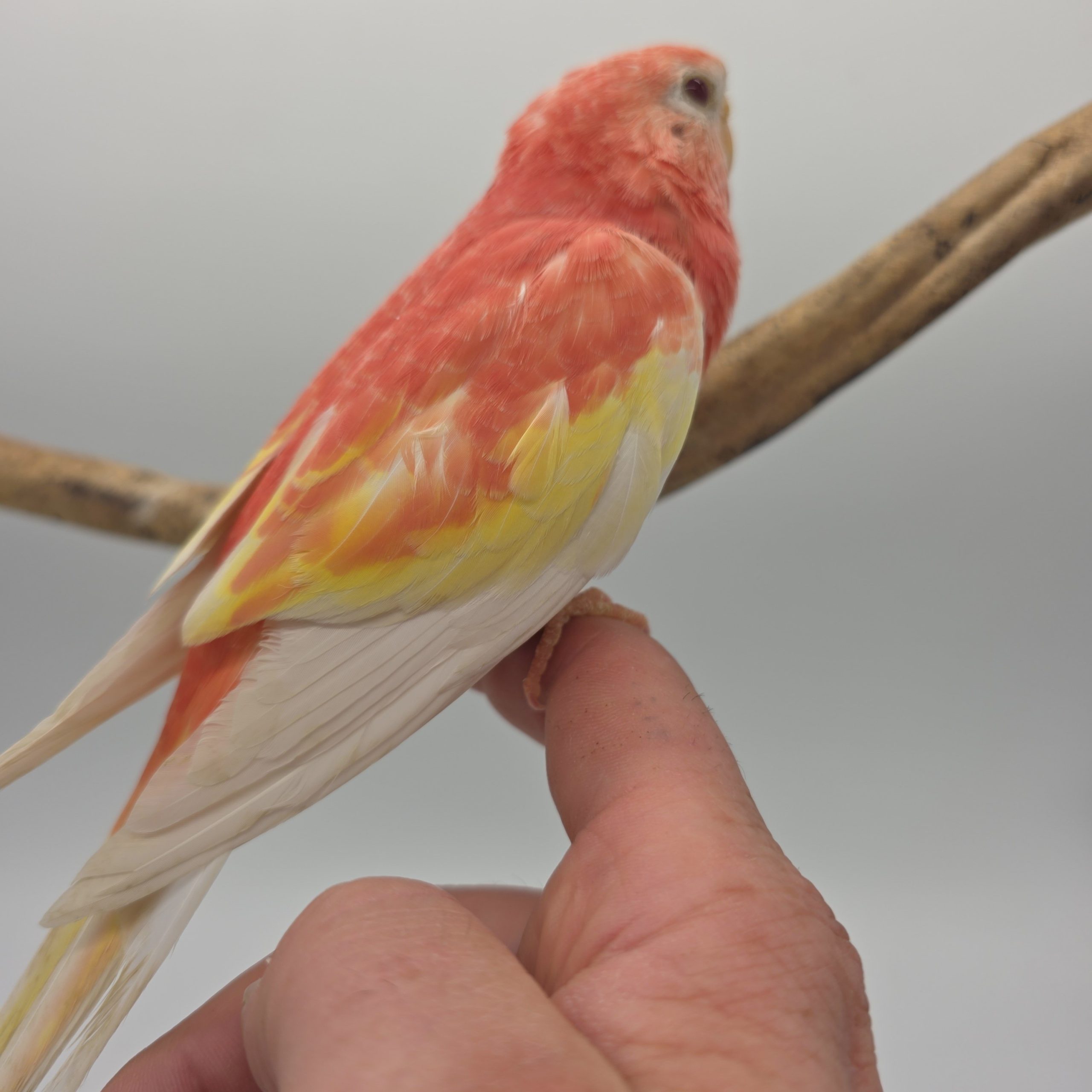 Perruche Bourke rose fallow
apprivoisé
non sexé – Image 3