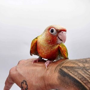 CONURE MOLINAE
pyrrhuras molinae opaline rouge(rare)
élevé a la main -
042