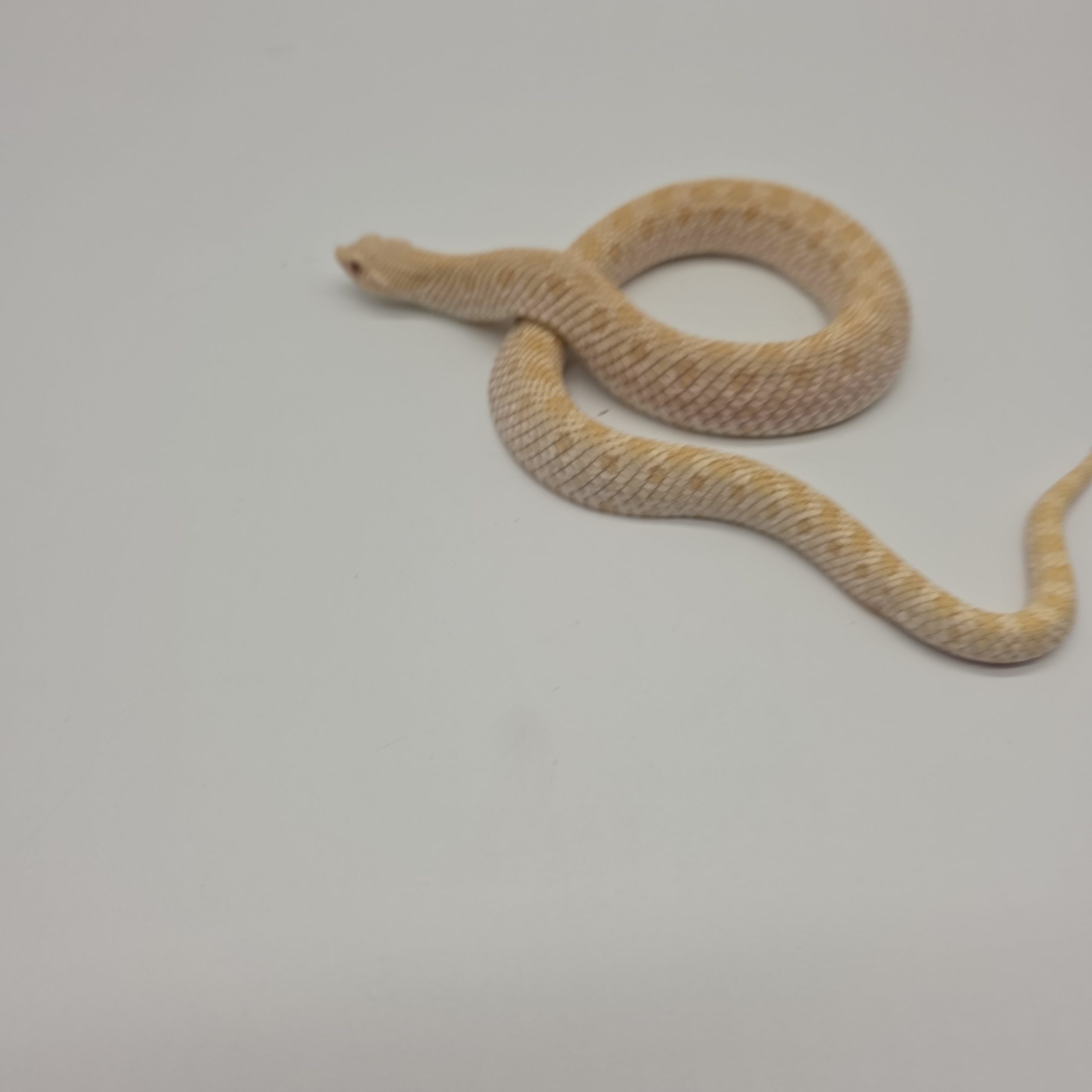 Heterodon nasicus
albinos 66%het snow
male adulte – Image 2