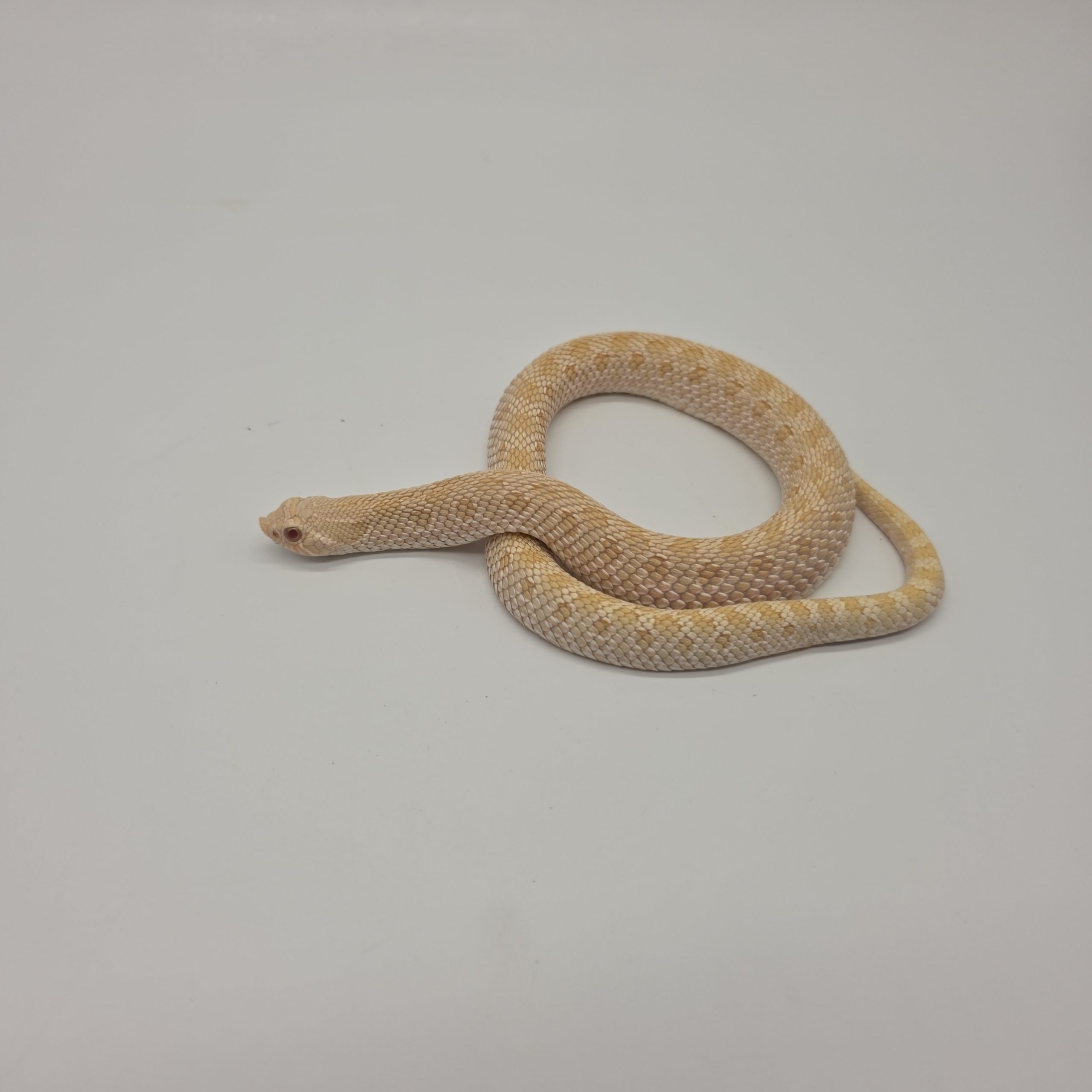 Heterodon nasicus
albinos 66%het snow
male adulte – Image 3