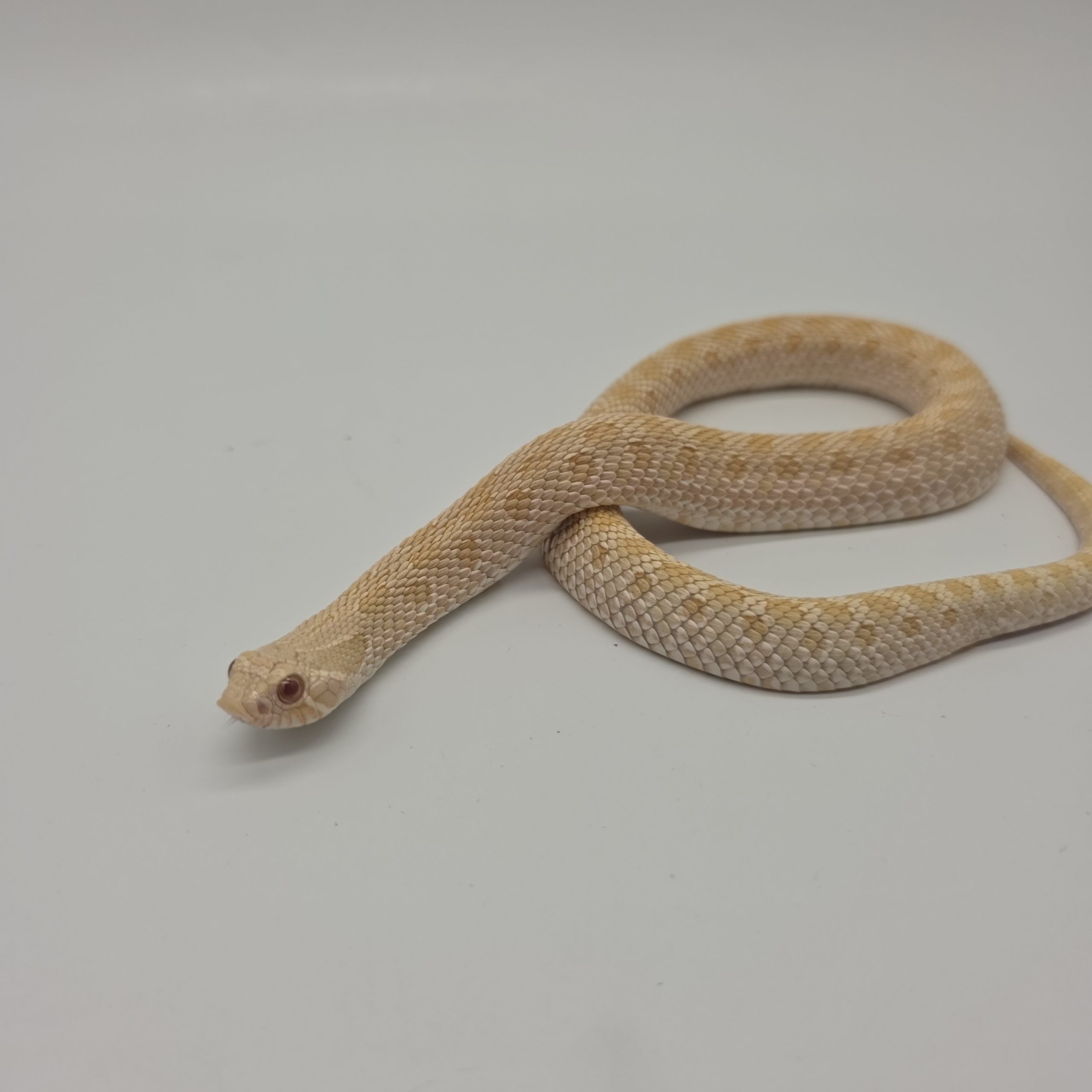 Heterodon nasicus
albinos 66%het snow
male adulte – Image 7