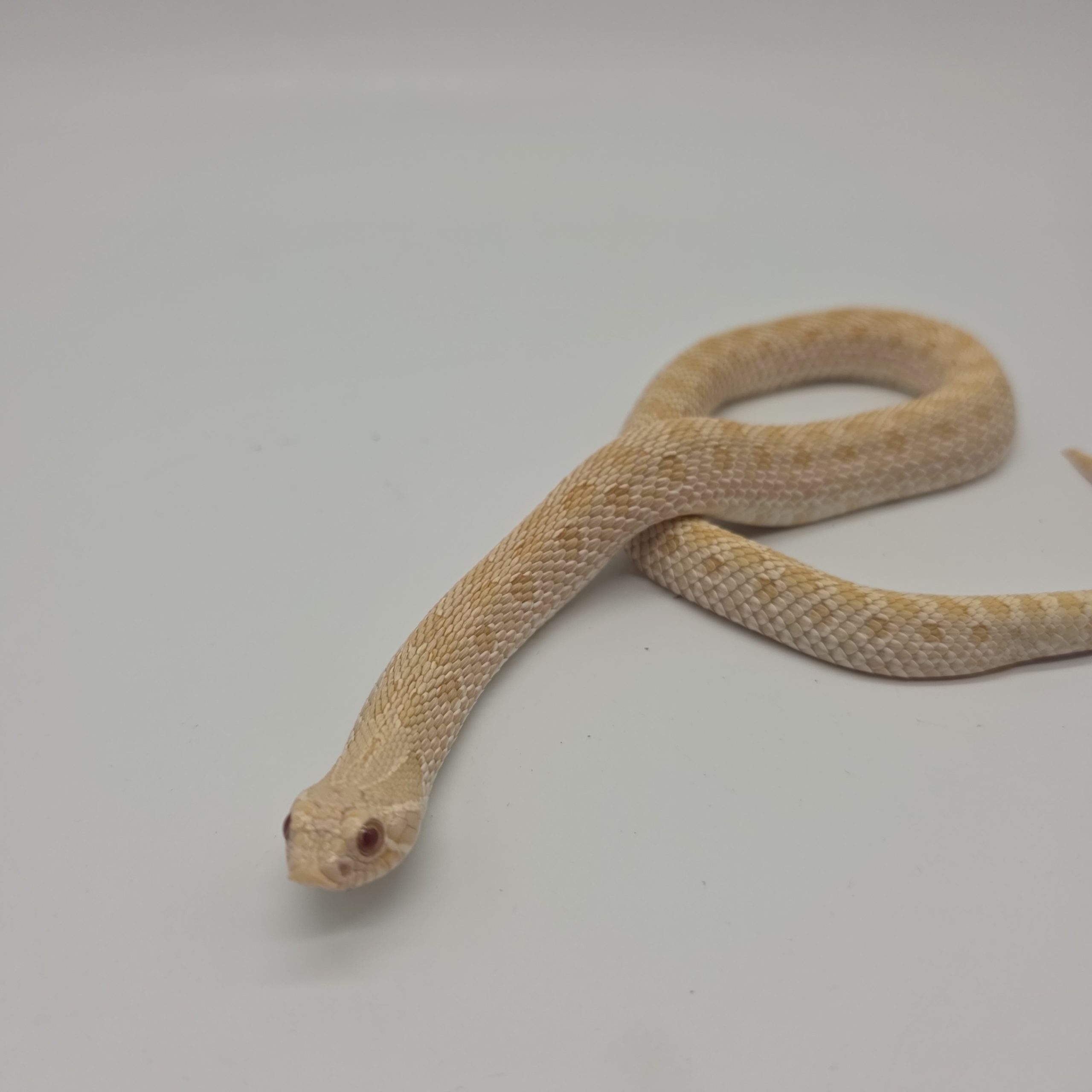 Heterodon nasicus
albinos 66%het snow
male adulte – Image 4