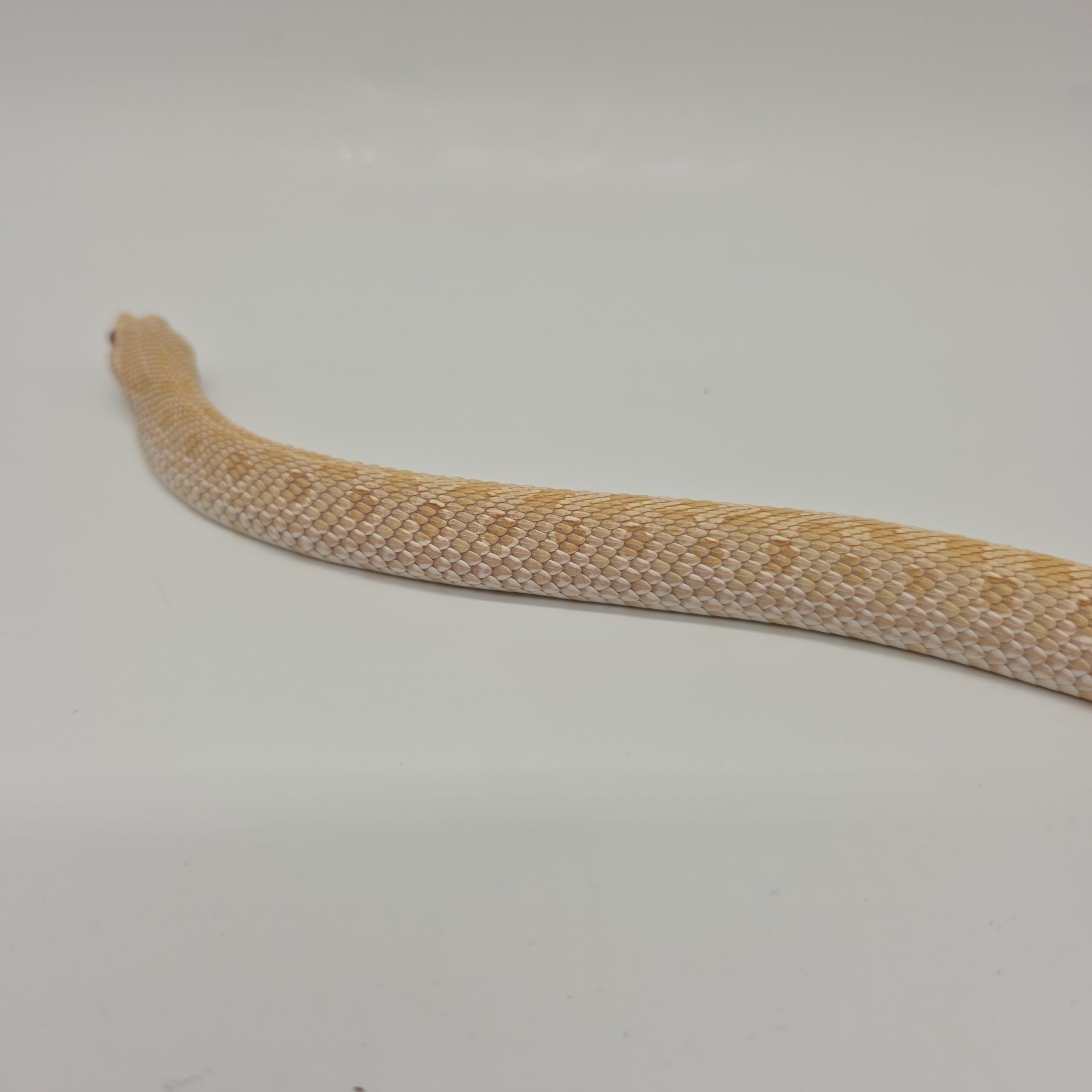Heterodon nasicus
albinos 66%het snow
male adulte – Image 5