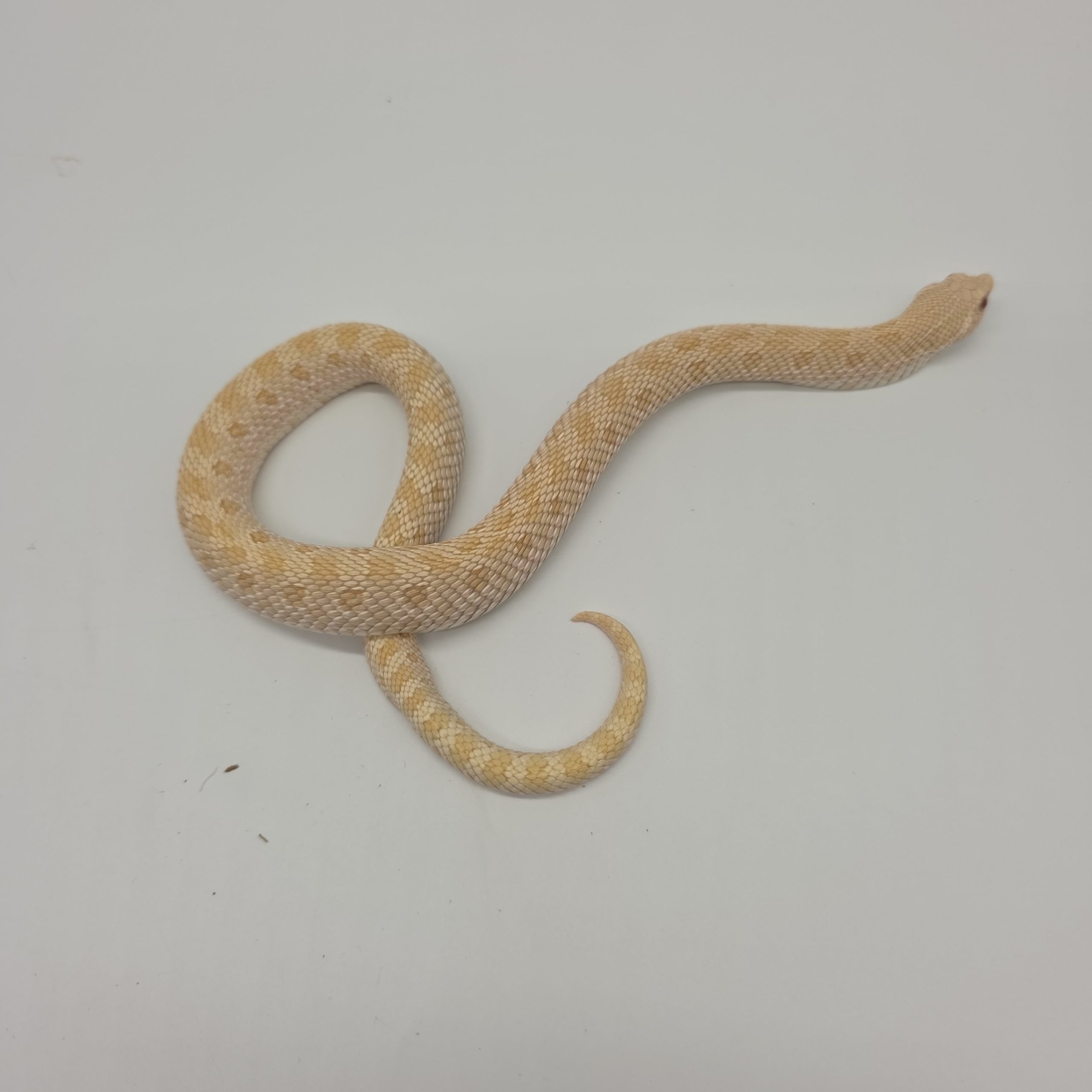 Heterodon nasicus
albinos 66%het snow
male adulte – Image 6