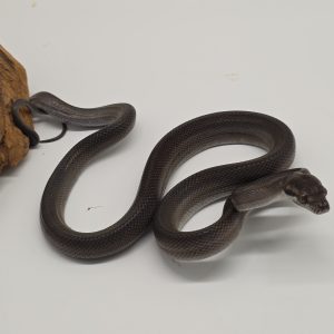 Simalia Nauta
Python Tanimbar 
( améthyste nain)