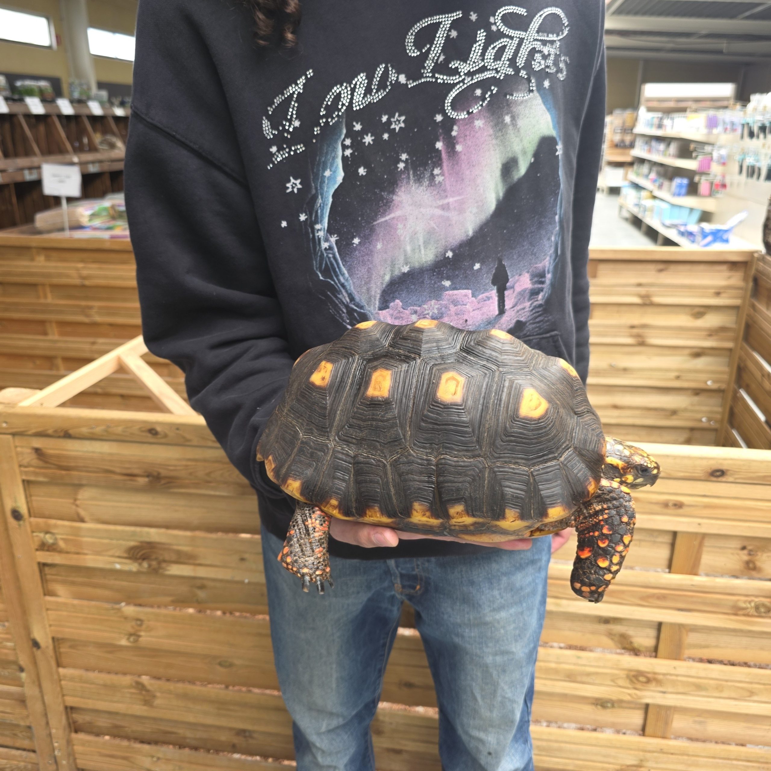 Chelonoidis carbonarius
tortue charbonnières
femelle 4kg - – Image 5