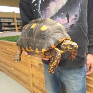 Chelonoidis carbonarius
tortue charbonnières 
femelle 4kg -