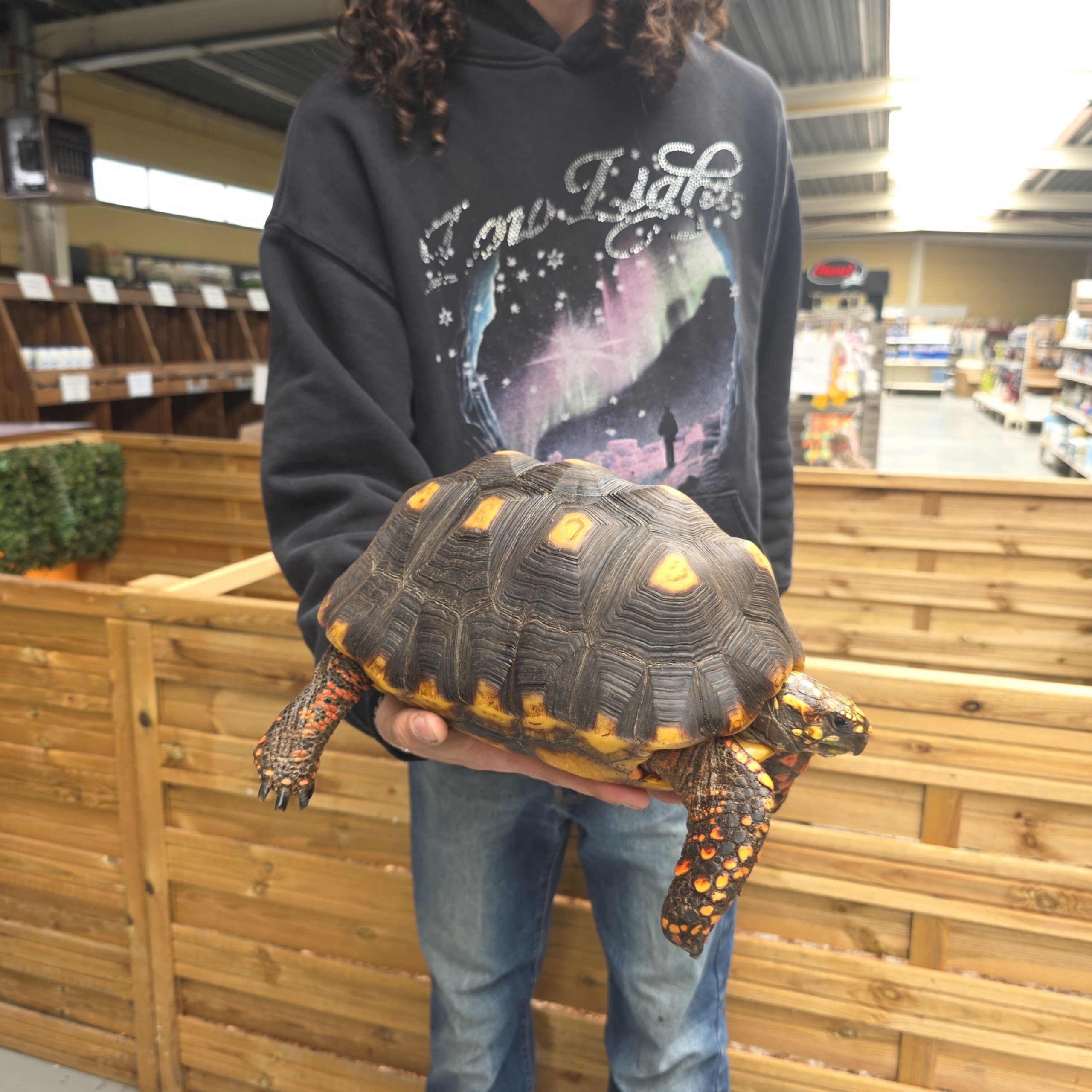 Chelonoidis carbonarius
tortue charbonnières
femelle 4kg - – Image 4