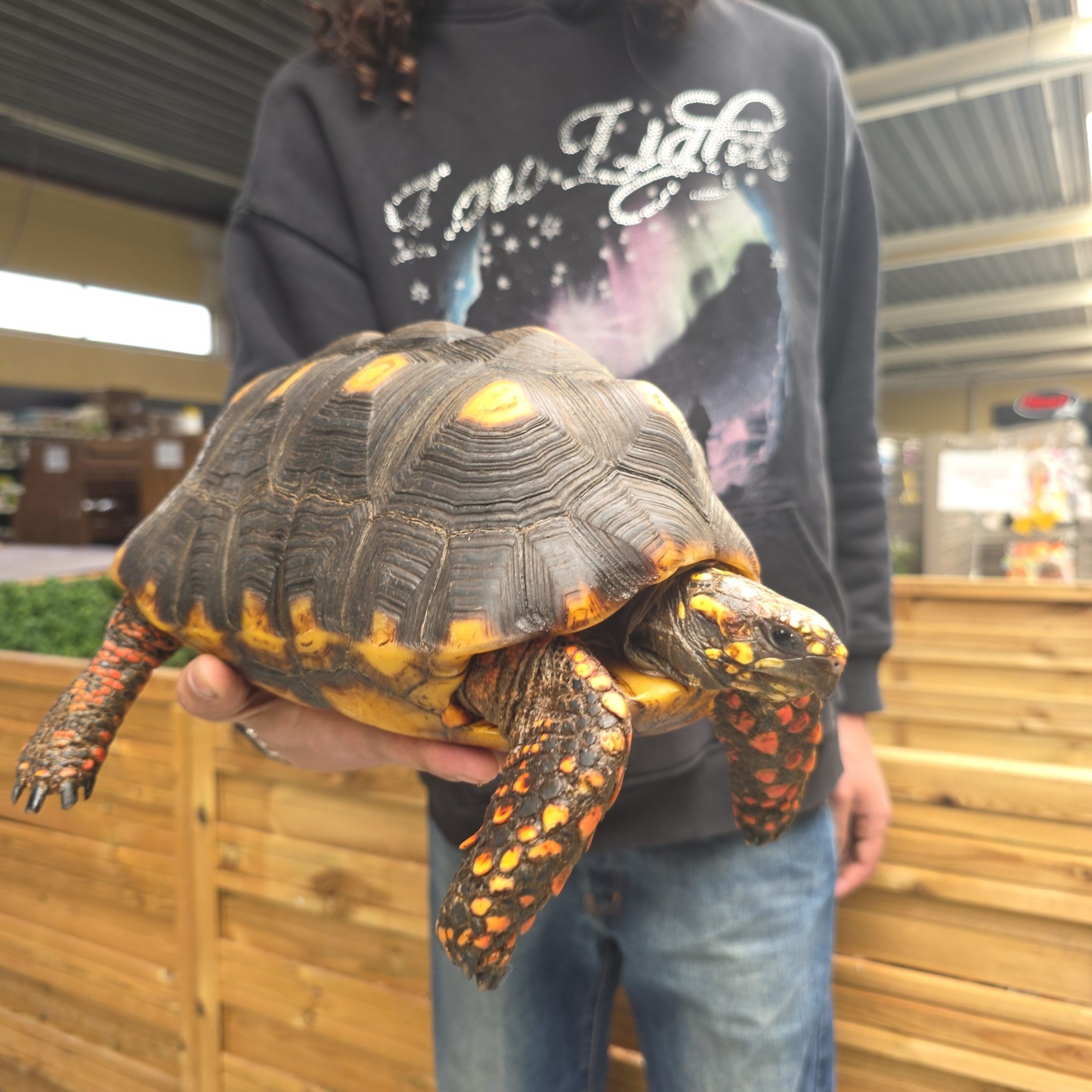 Chelonoidis carbonarius
tortue charbonnières
femelle 4kg - – Image 2