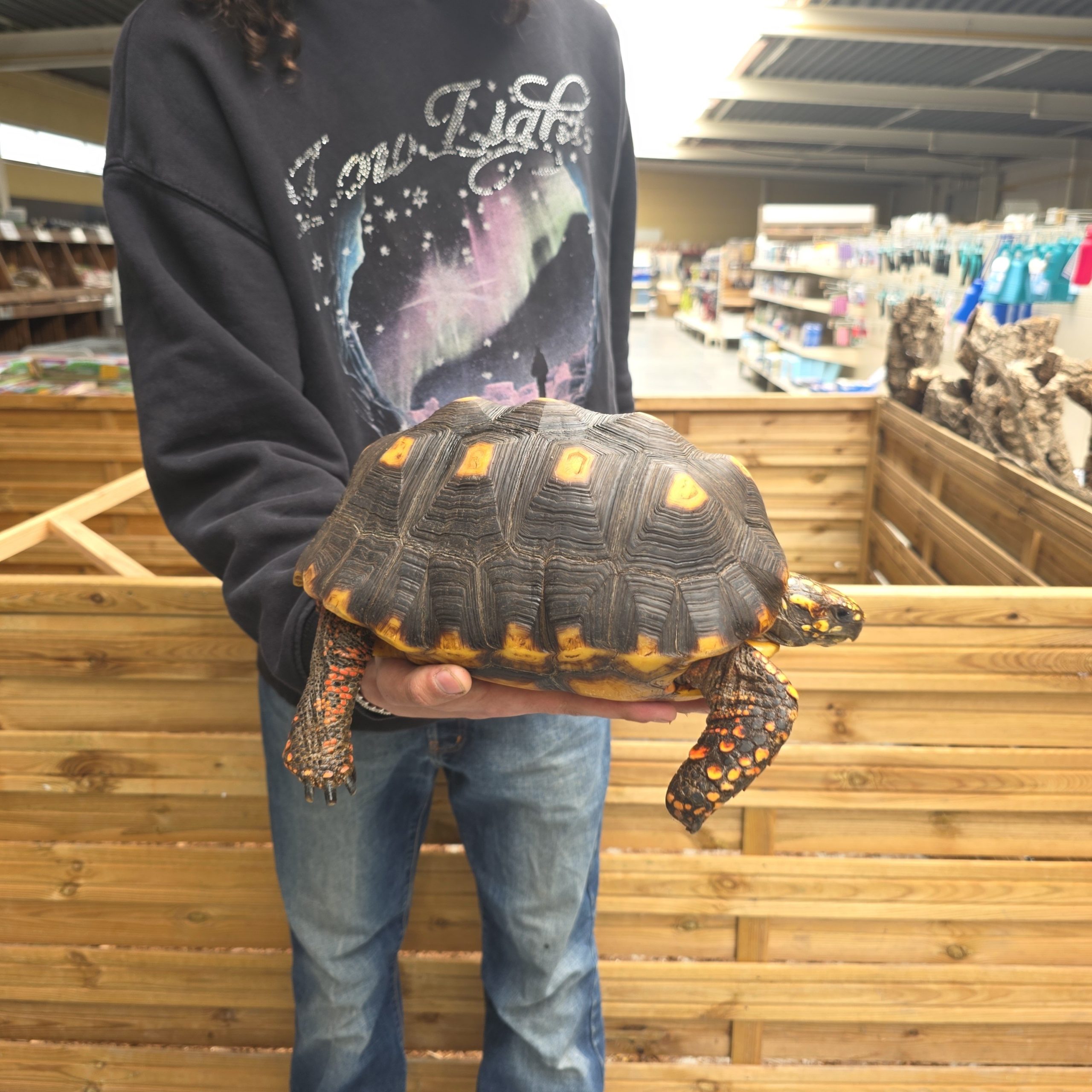 Chelonoidis carbonarius
tortue charbonnières
femelle 4kg - – Image 7