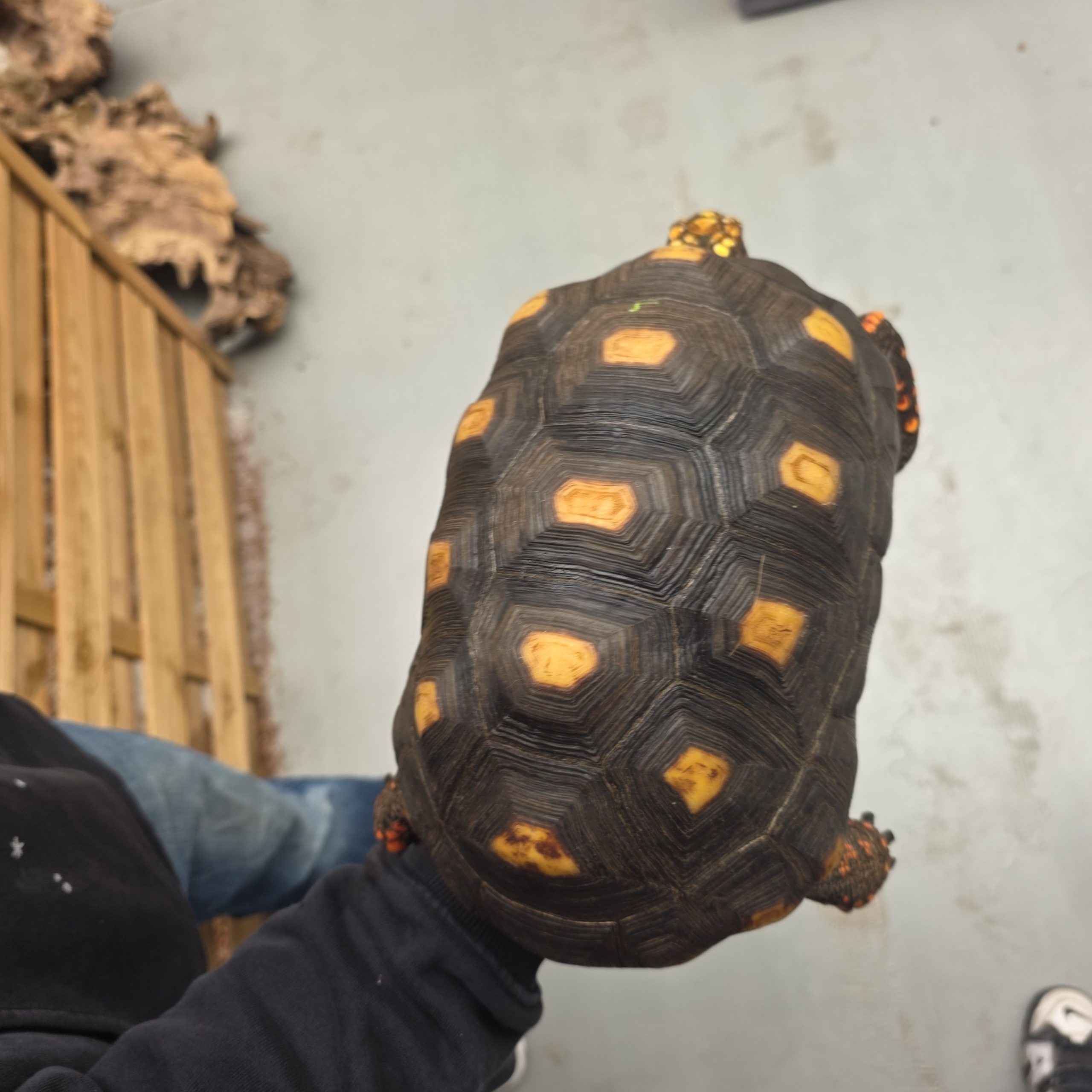 Chelonoidis carbonarius
tortue charbonnières
femelle 4kg - – Image 3