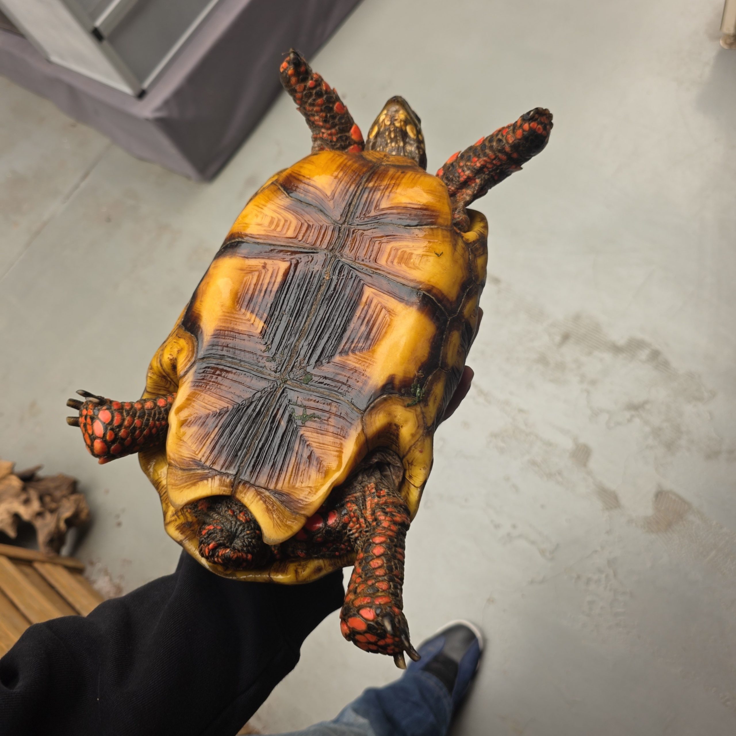 Chelonoidis carbonarius
tortue charbonnières
femelle 4kg - – Image 6